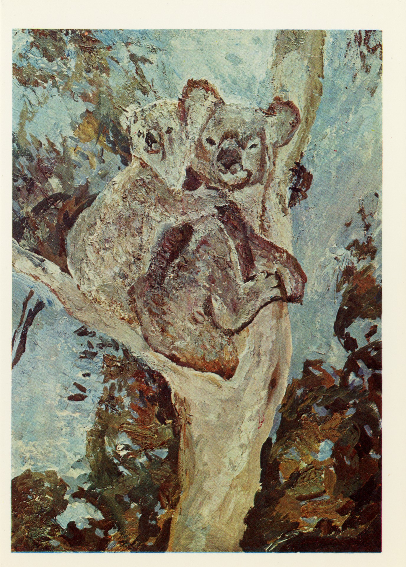 Медвежата коала. Австралия