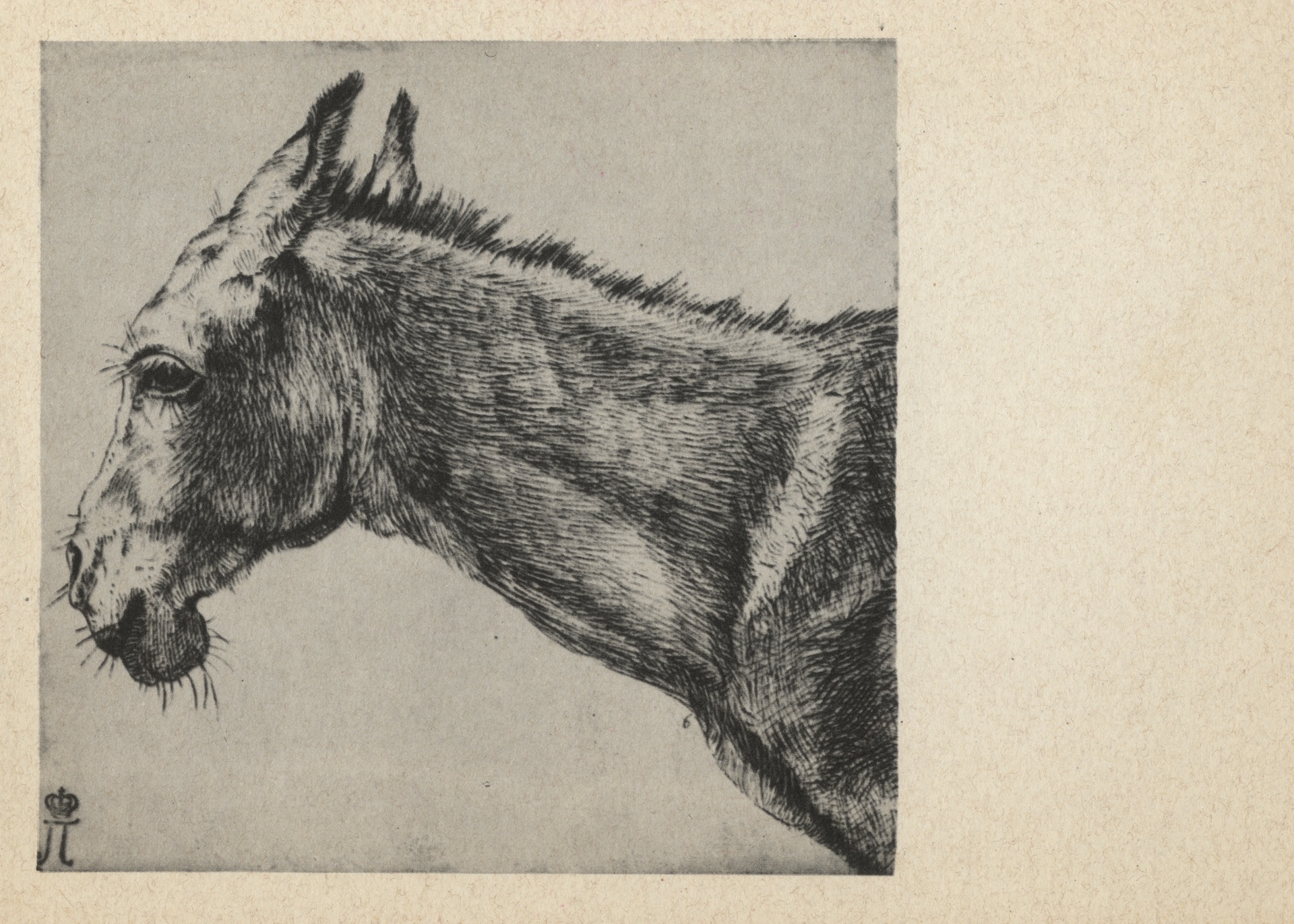 Голова ослика