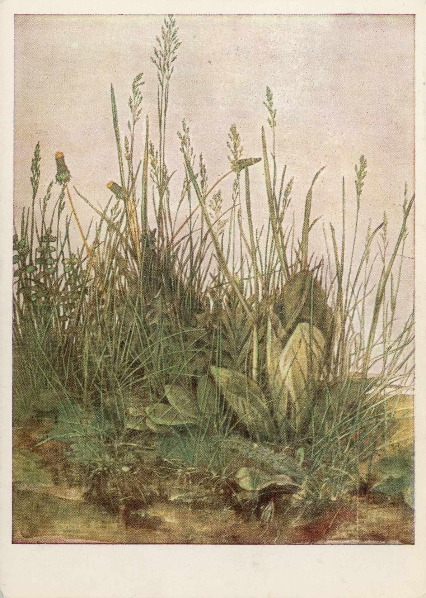 Большой кусок луга