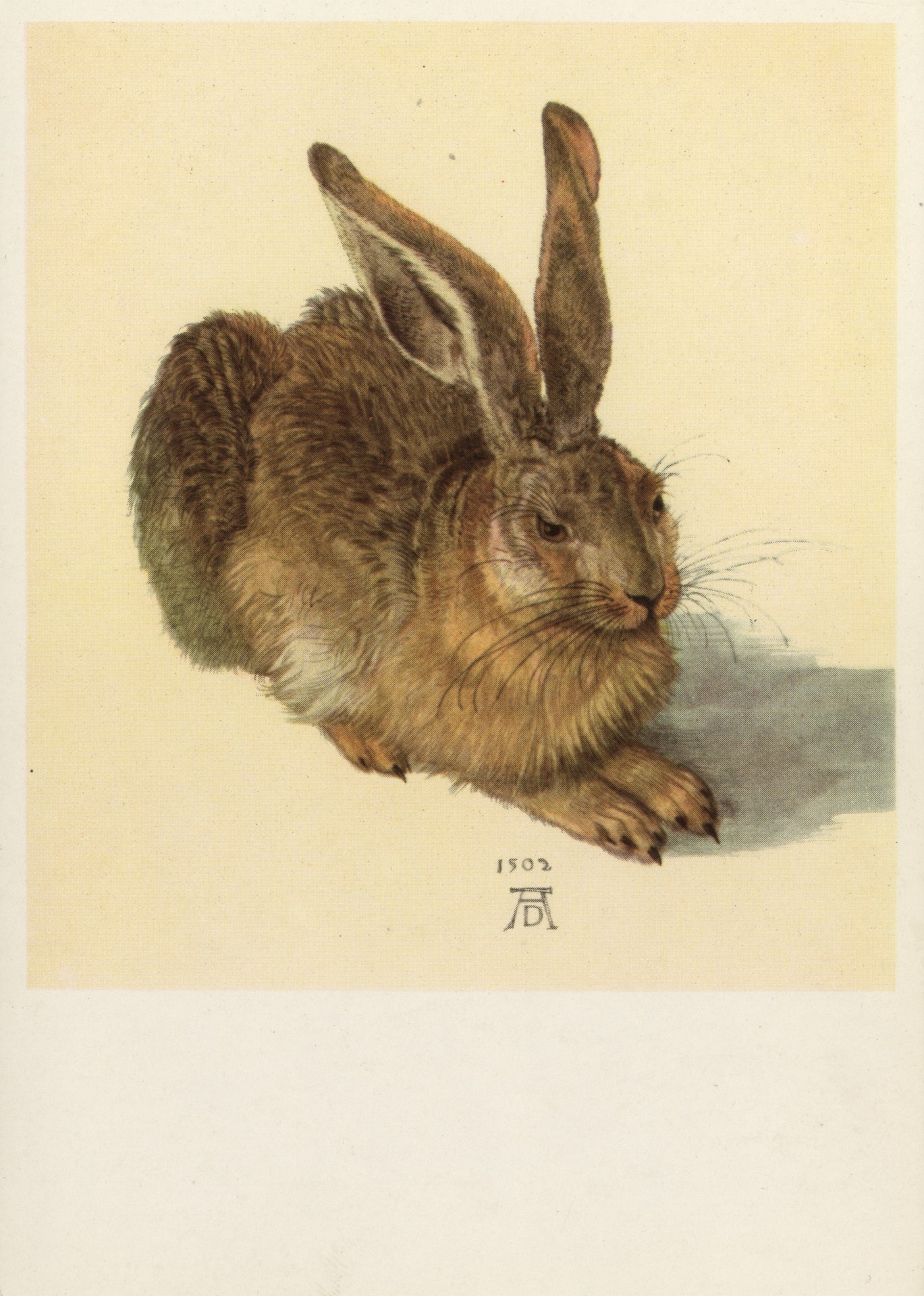 Молодой заяц