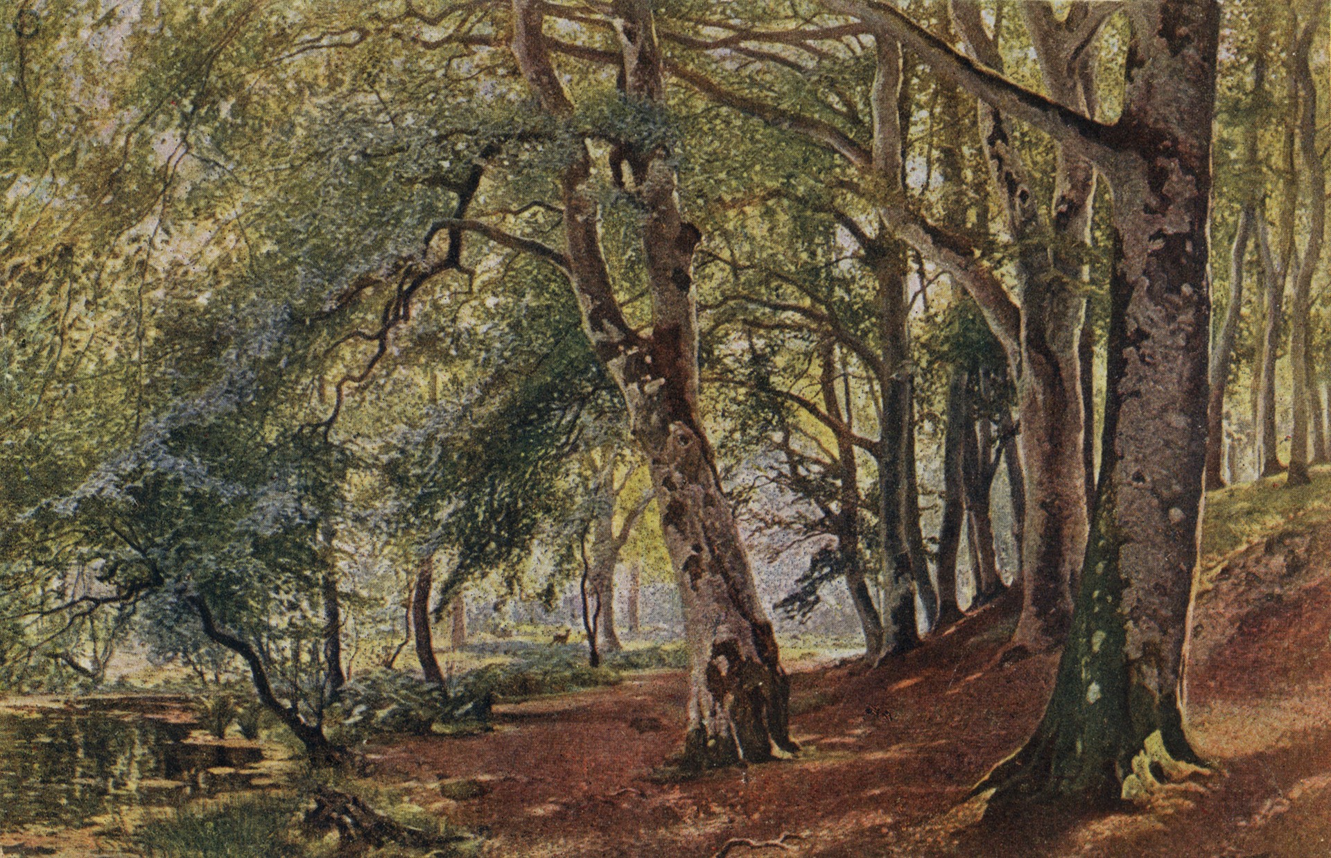 Утро в лесу