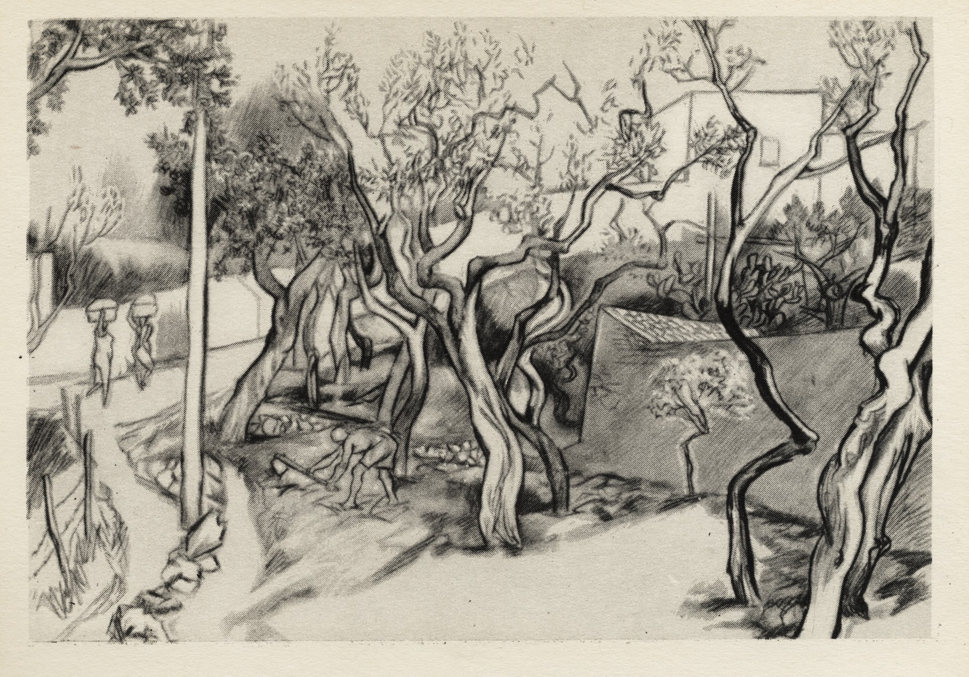 Оливы в Анакапри