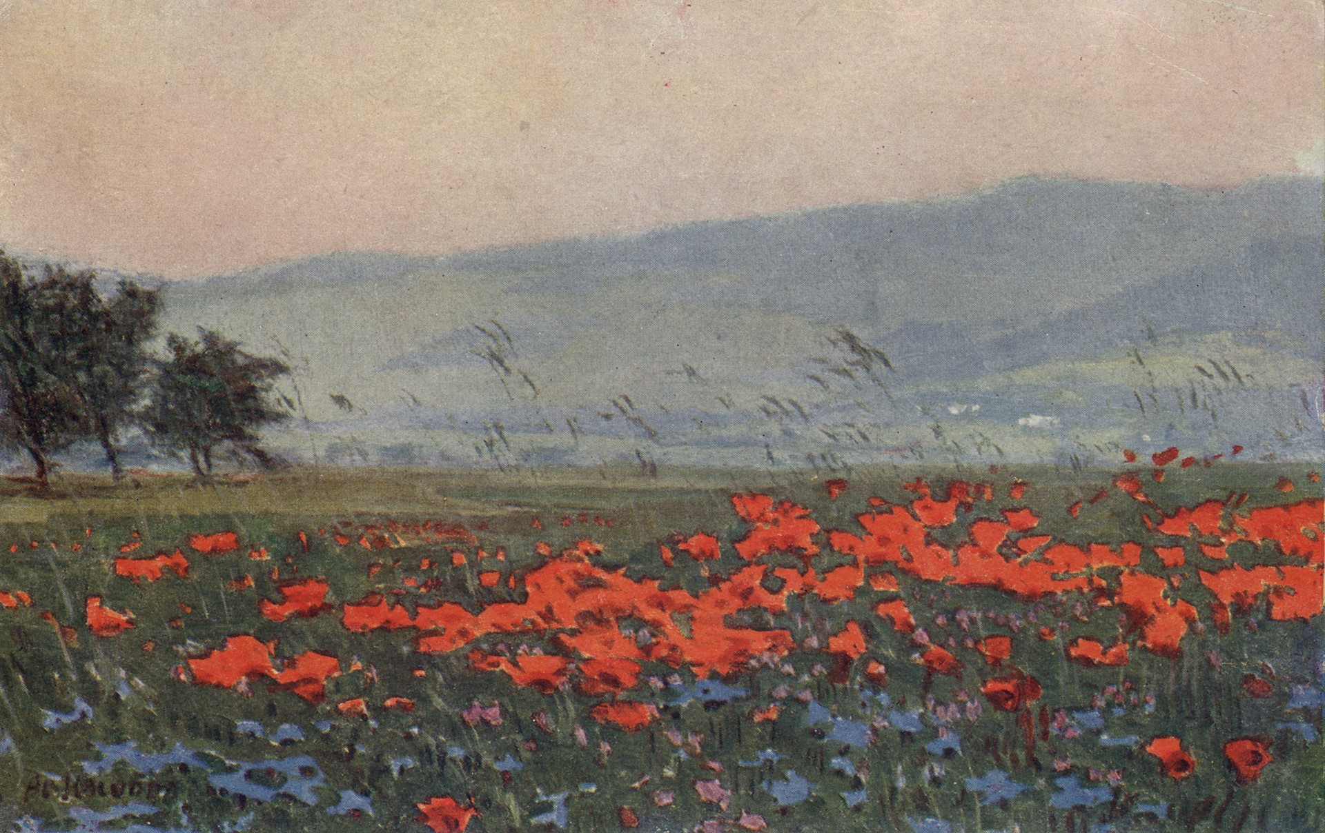 Маковое поле