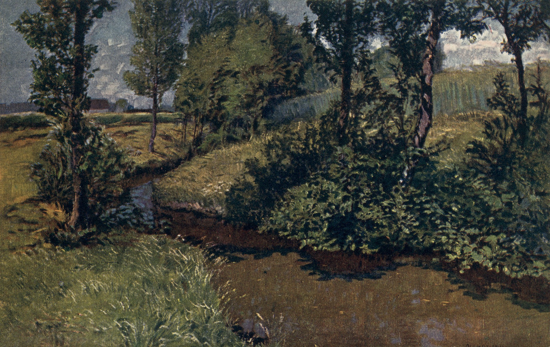 Полевые цветы