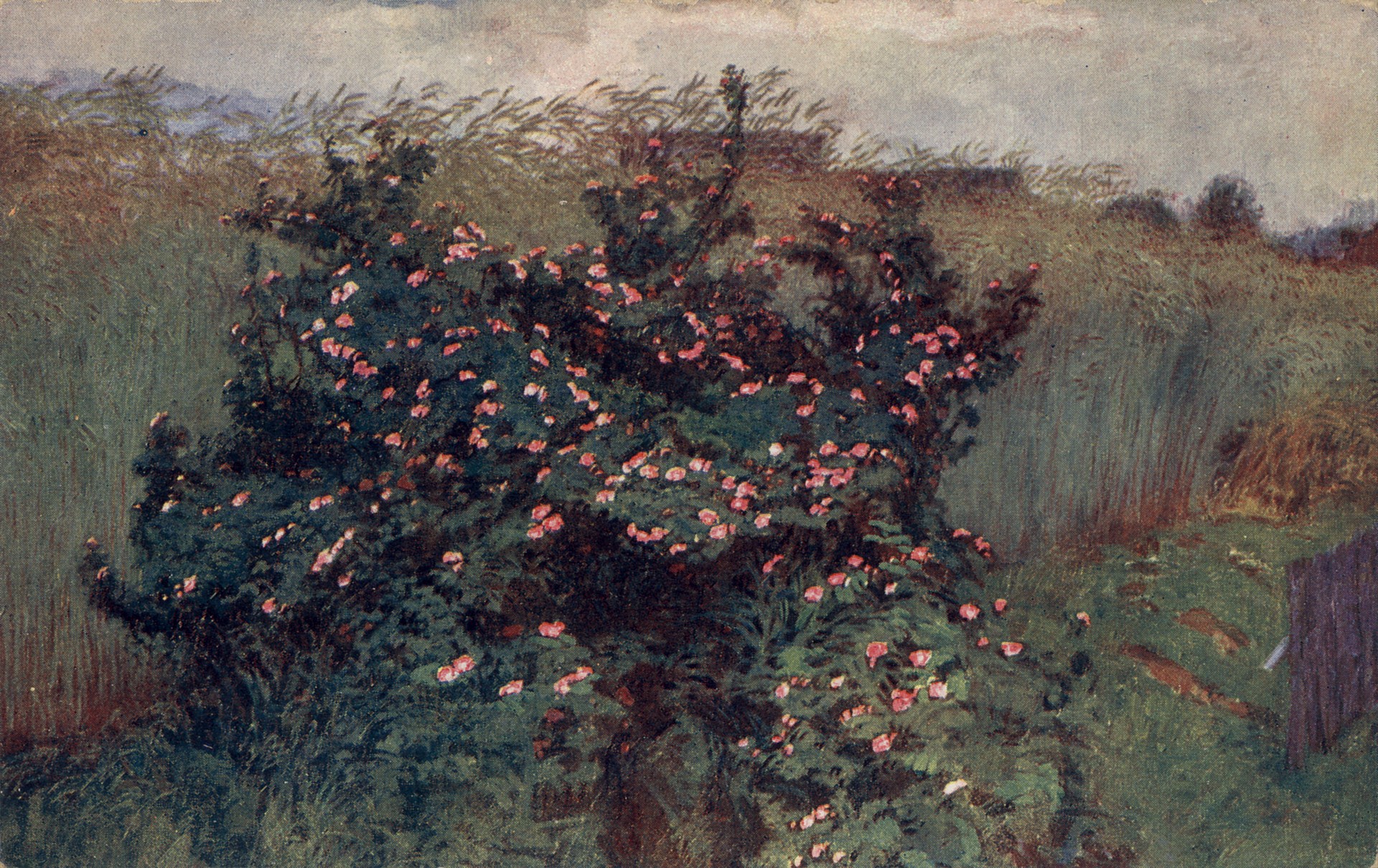 Рожь и полевые цветы