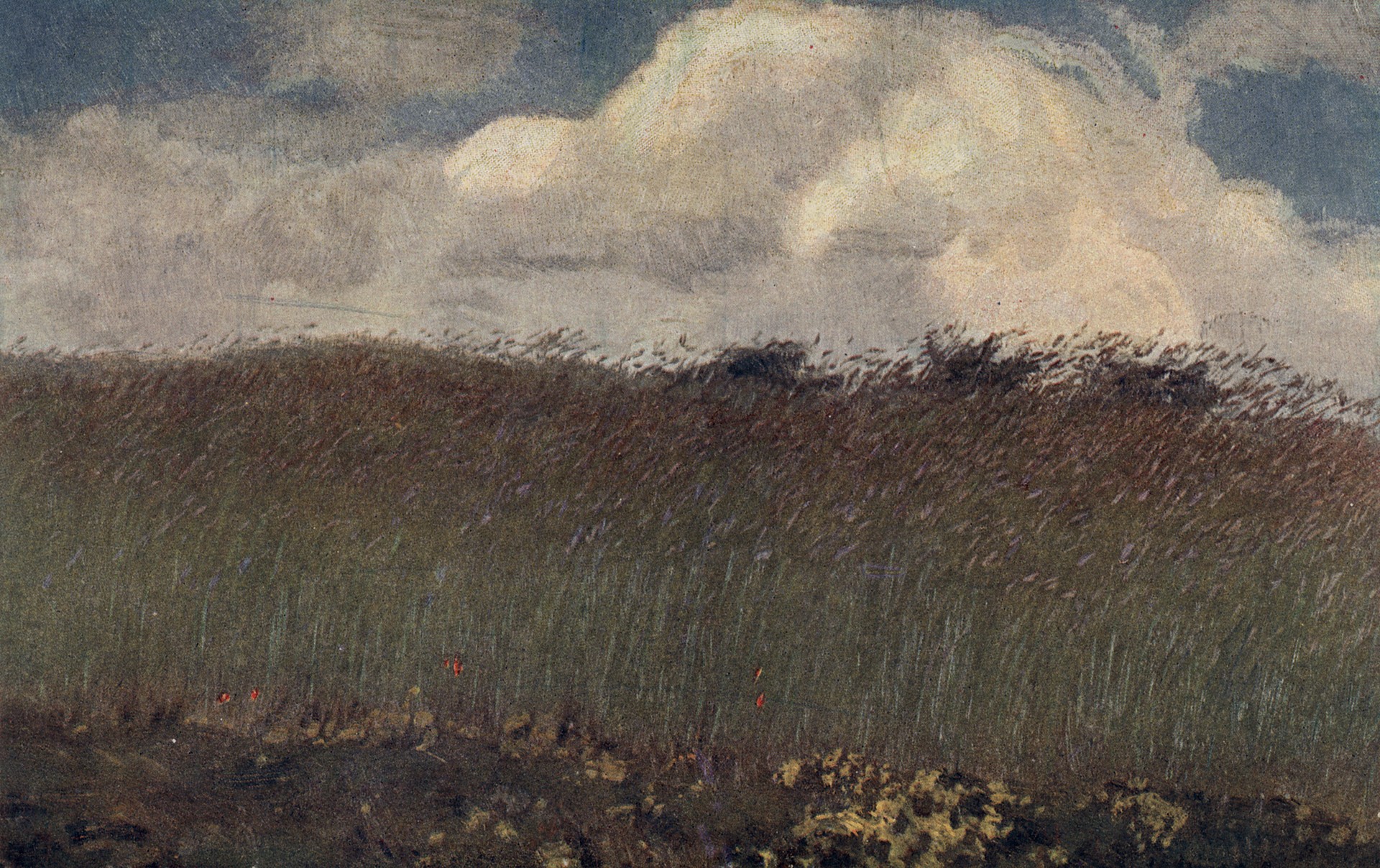 Рожь зелёная