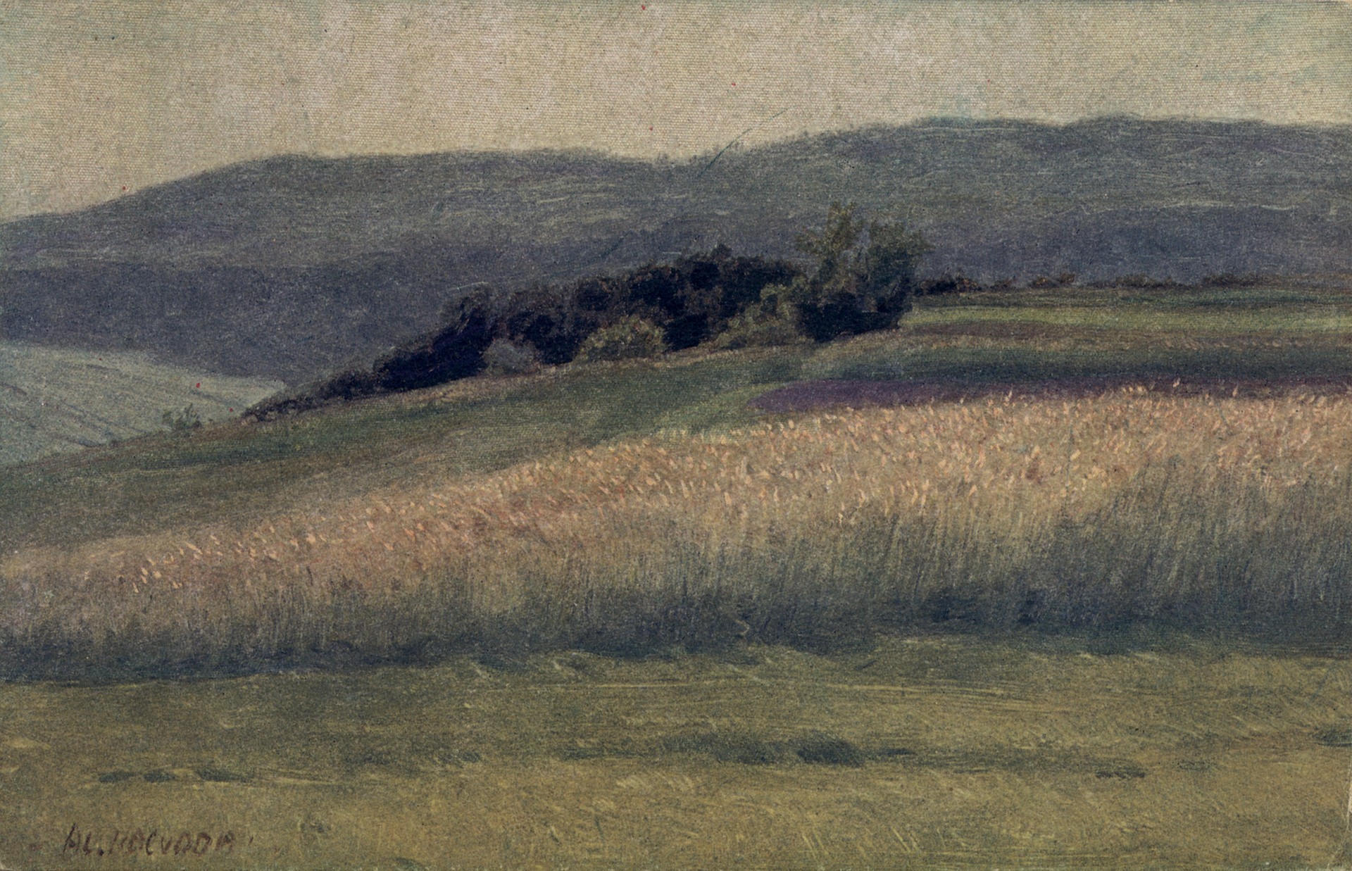 Ржаное поле на горе