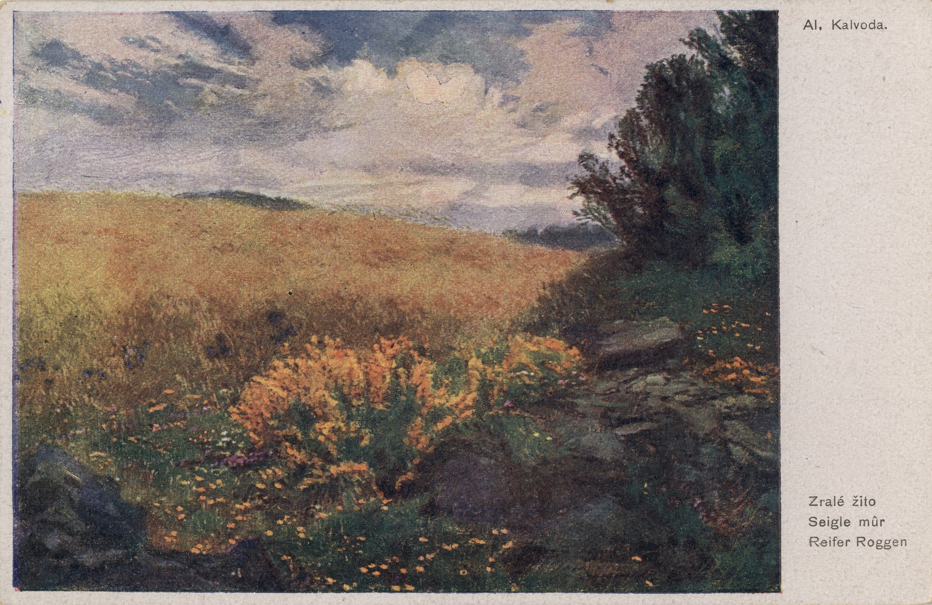 Спелая рожь