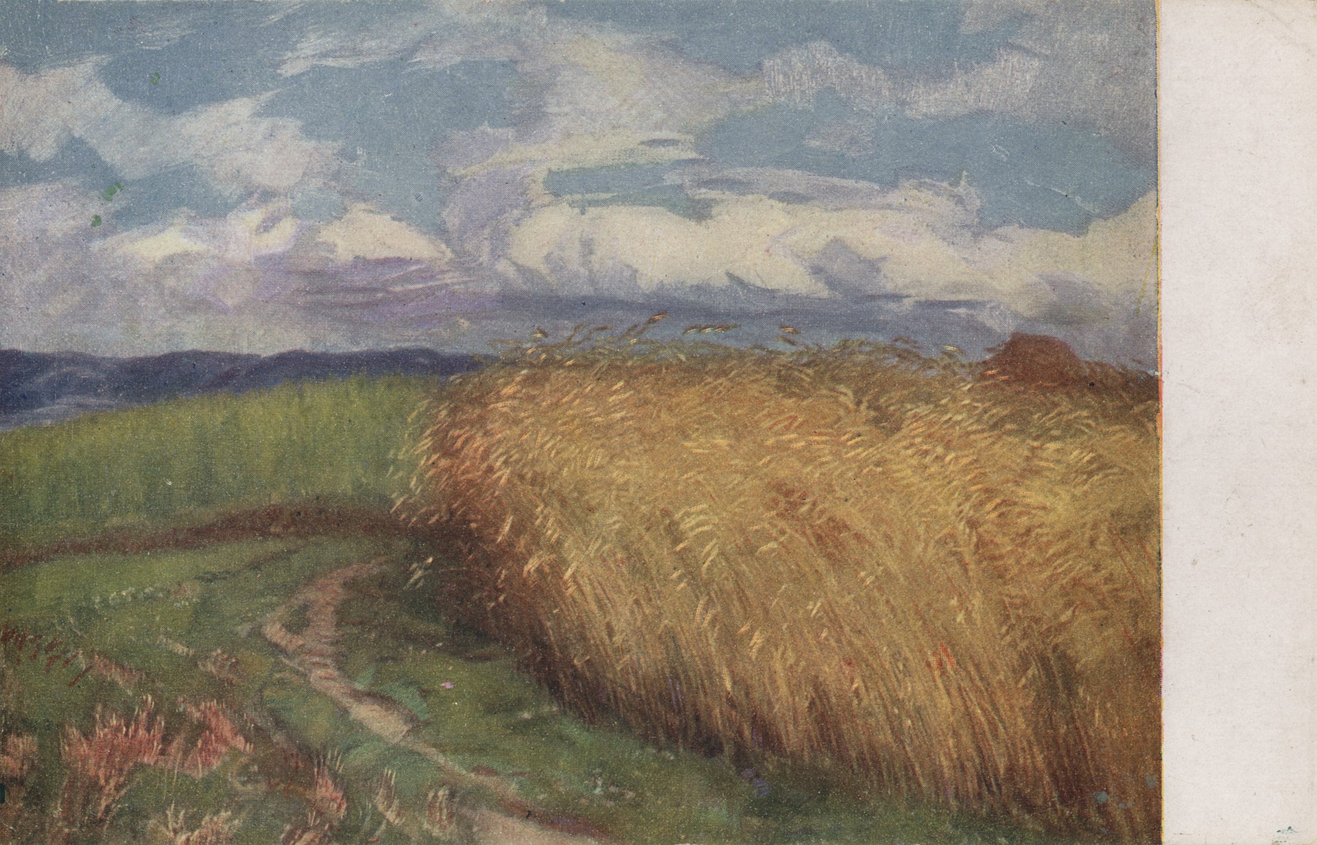 Зрелая рожь