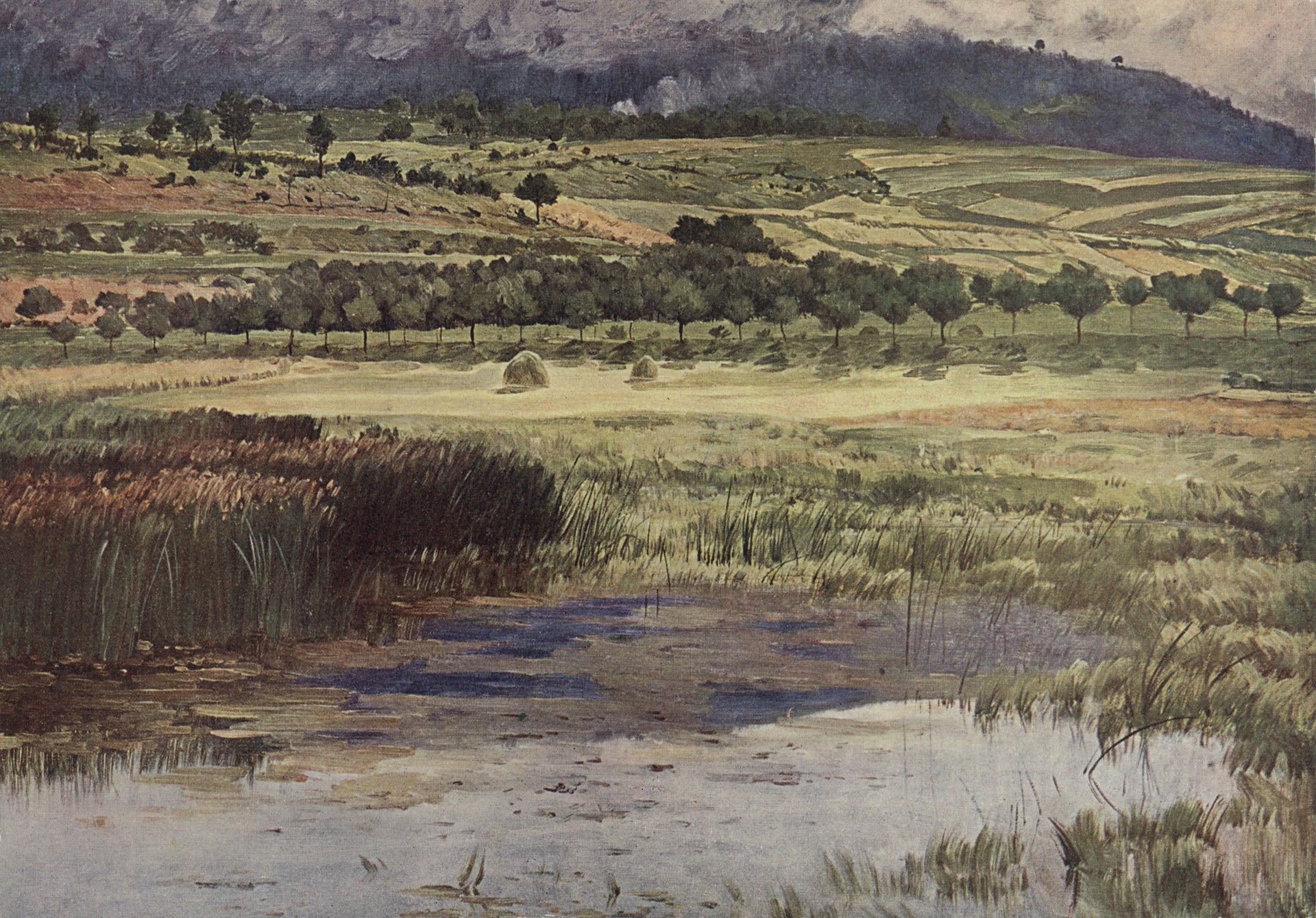 Луг на болоте