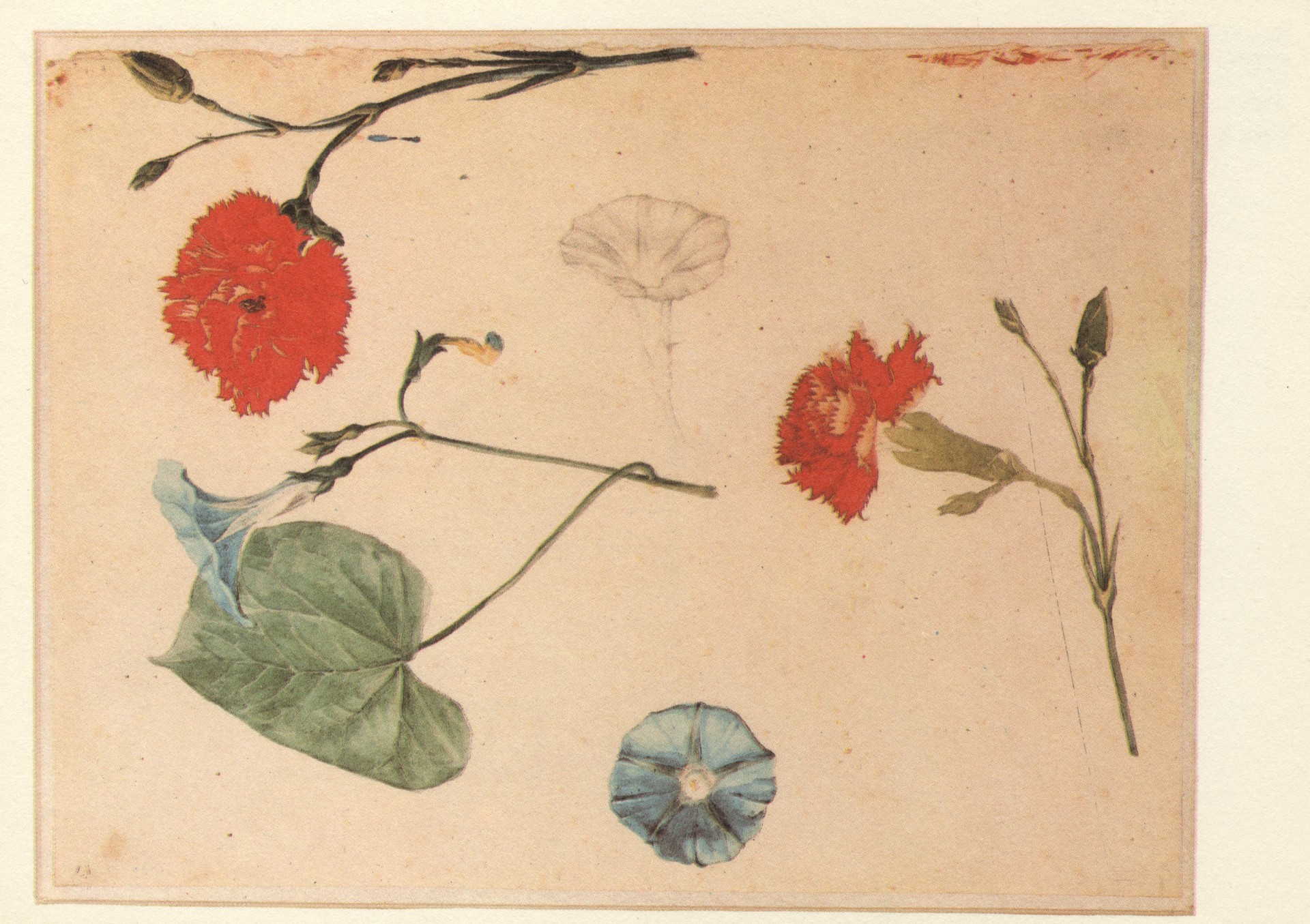 Красные гвоздики