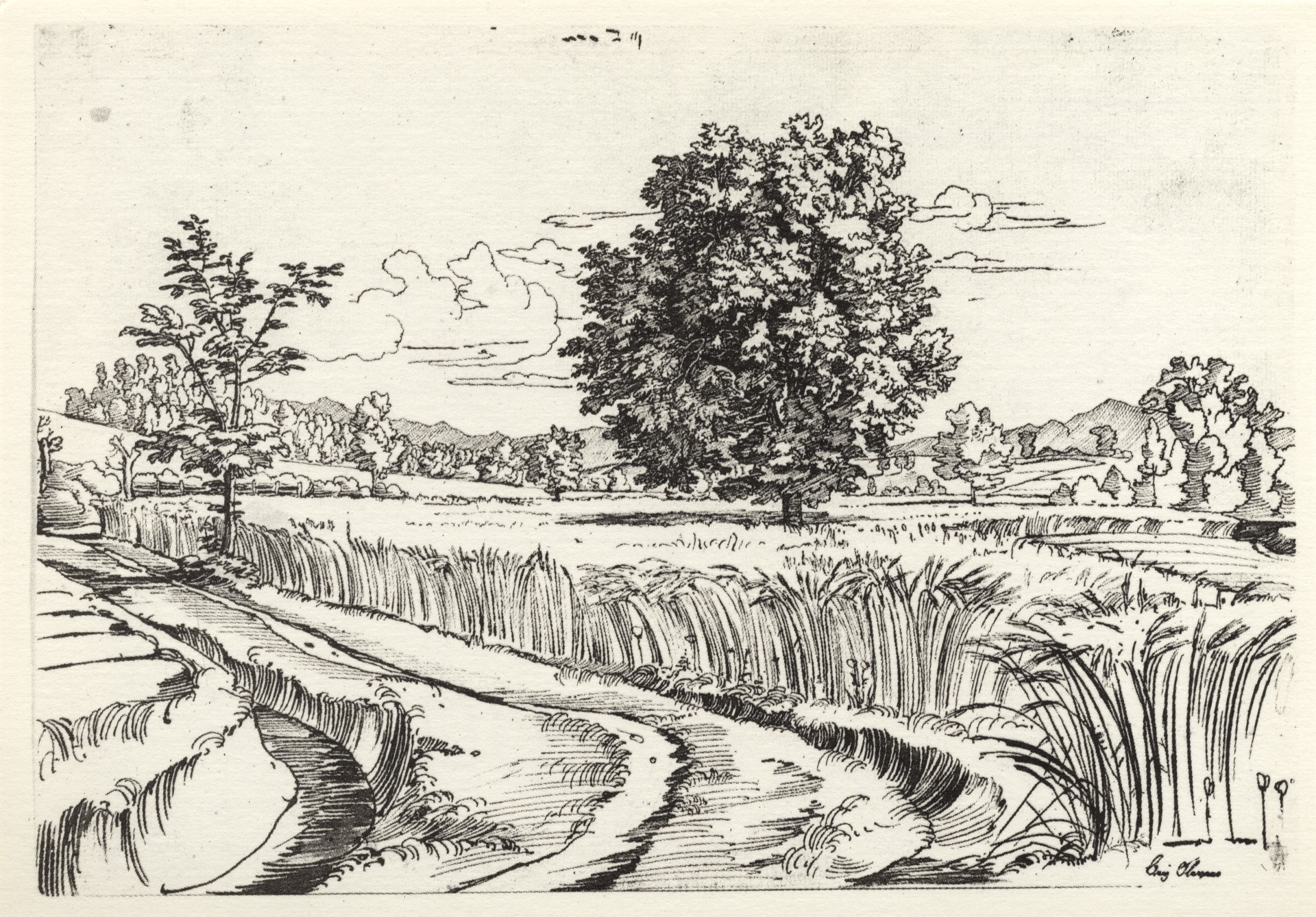 Кукурузное поле в Олевано