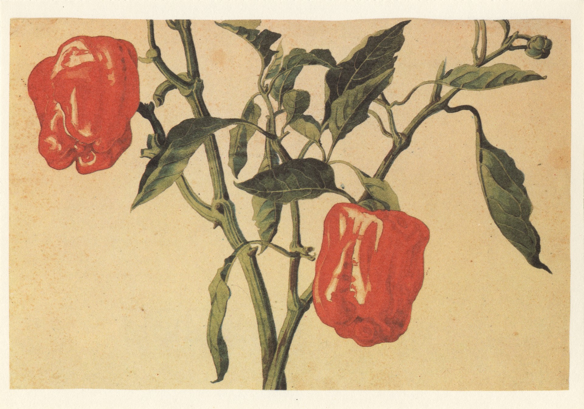 Стебель с перцами