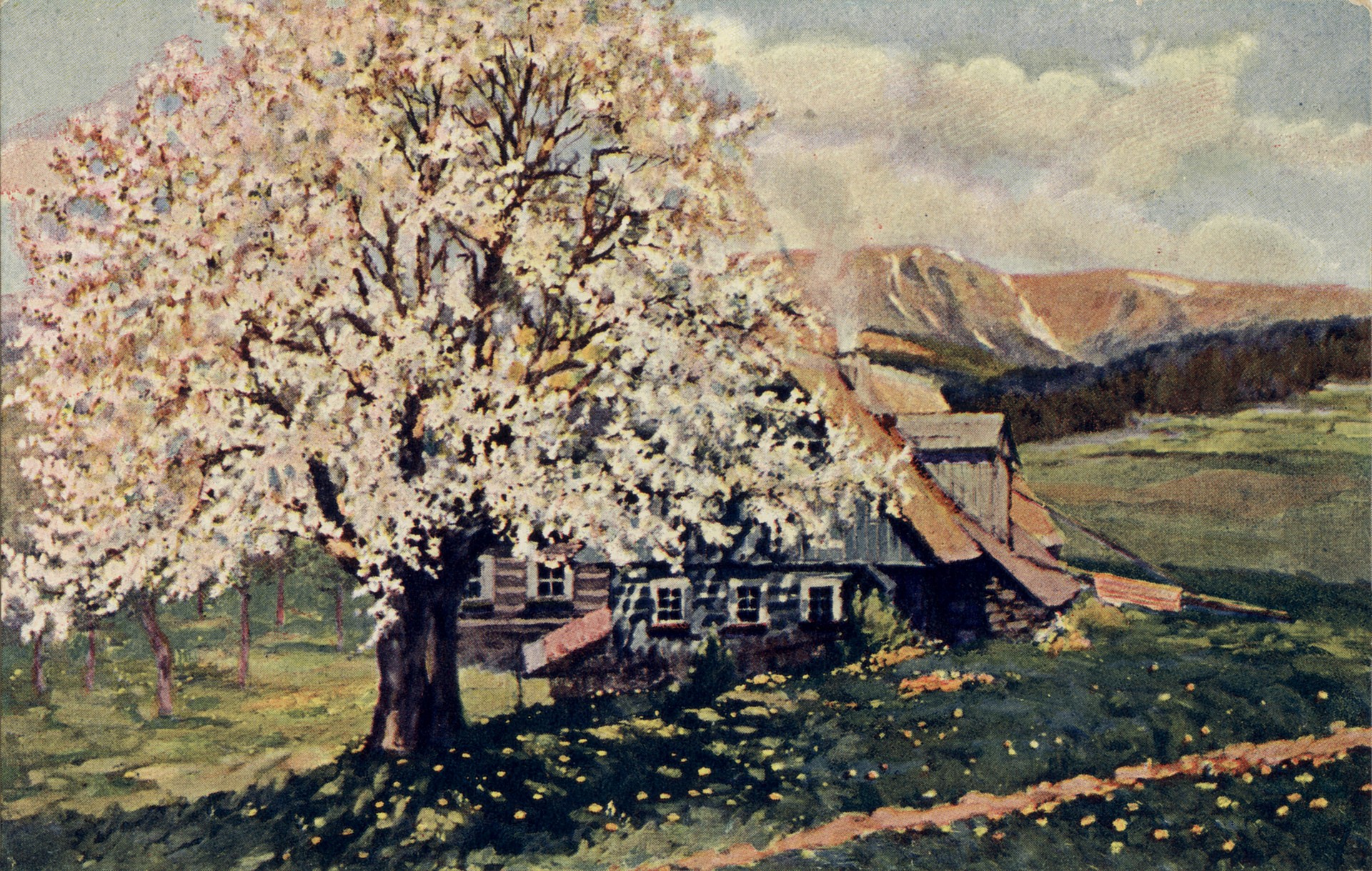 Дерево цветёт