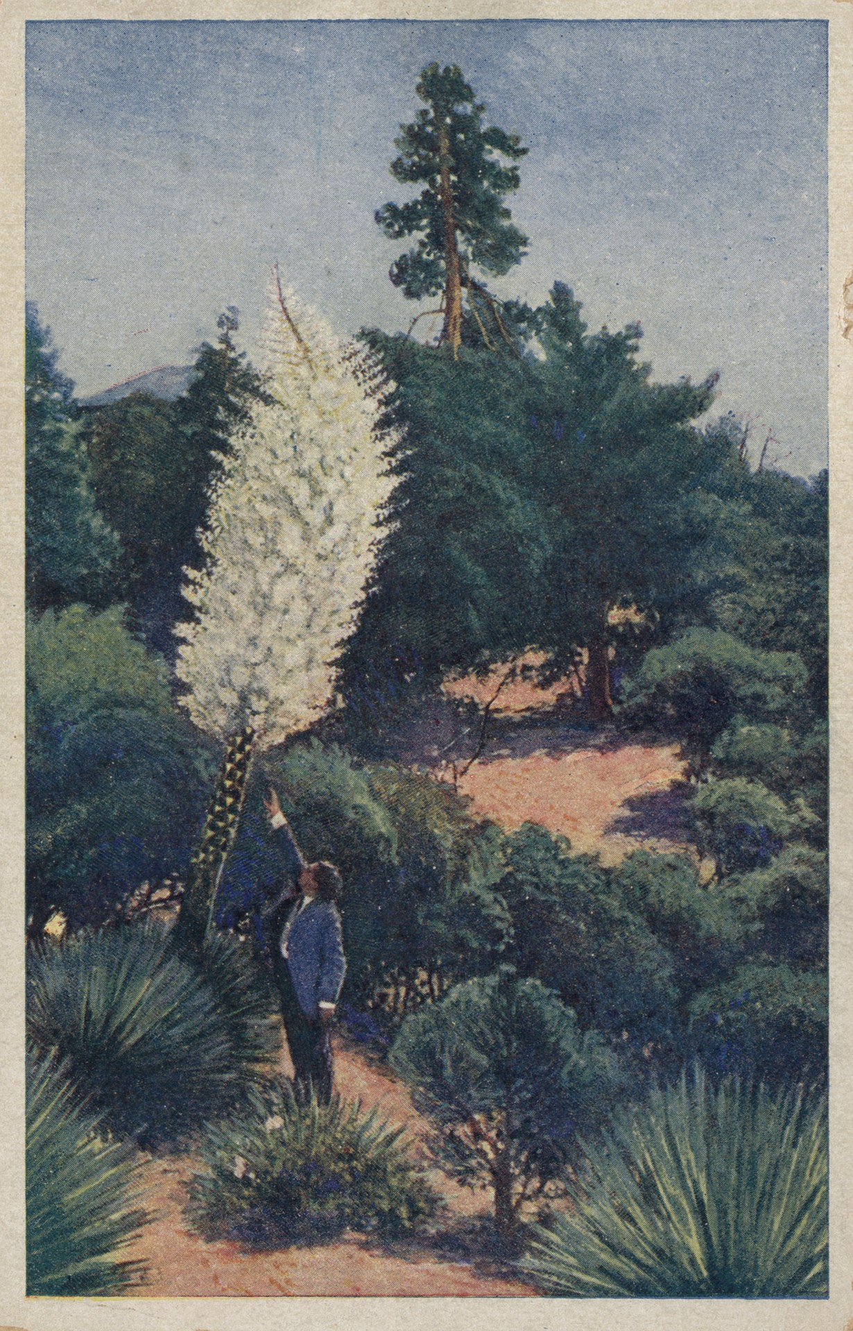 Цветёт Агава