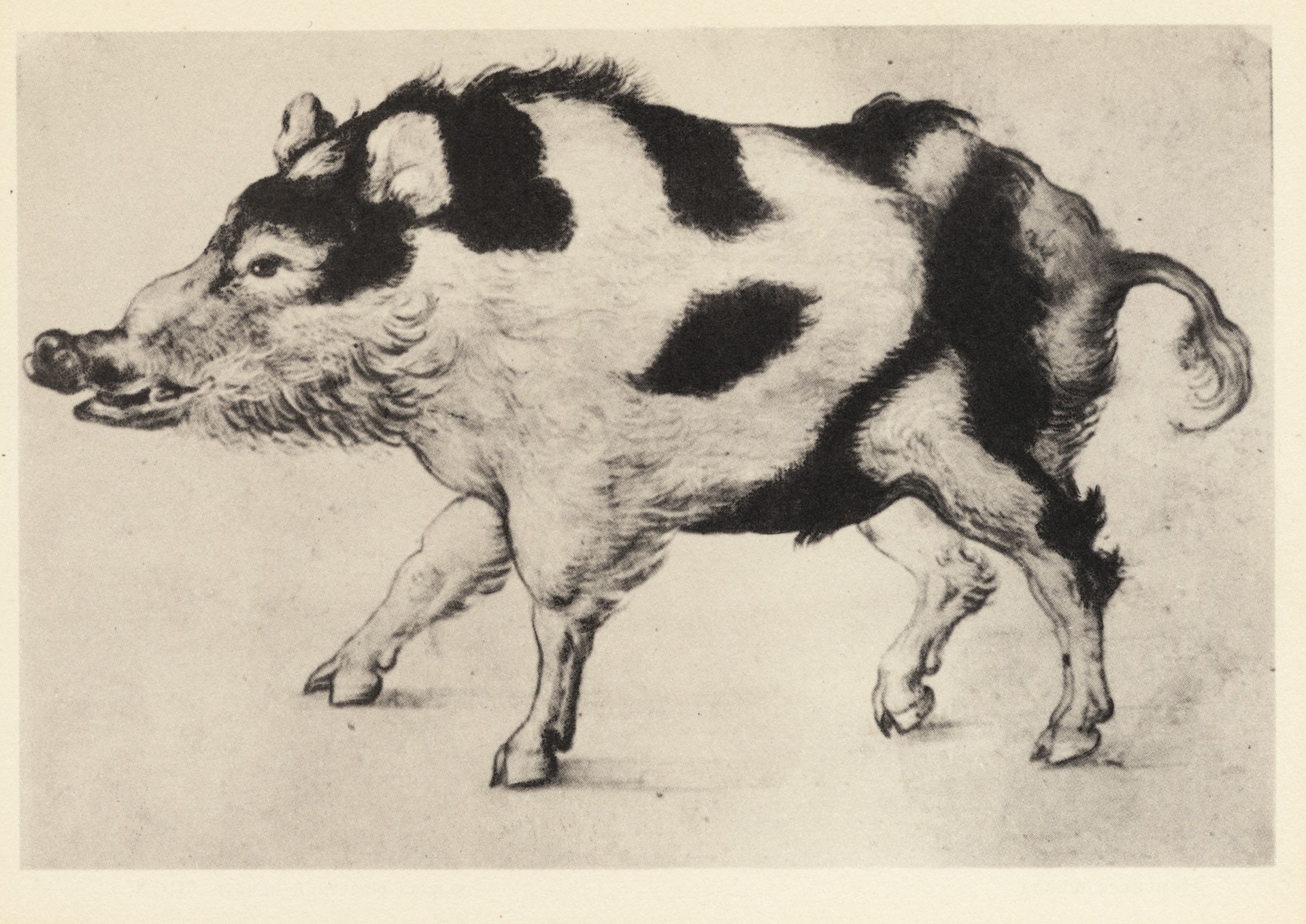 Пятнистый кабан