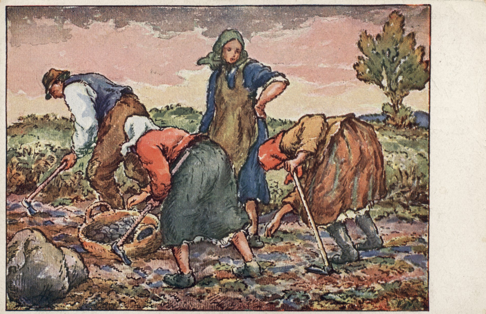 Сбор картошки