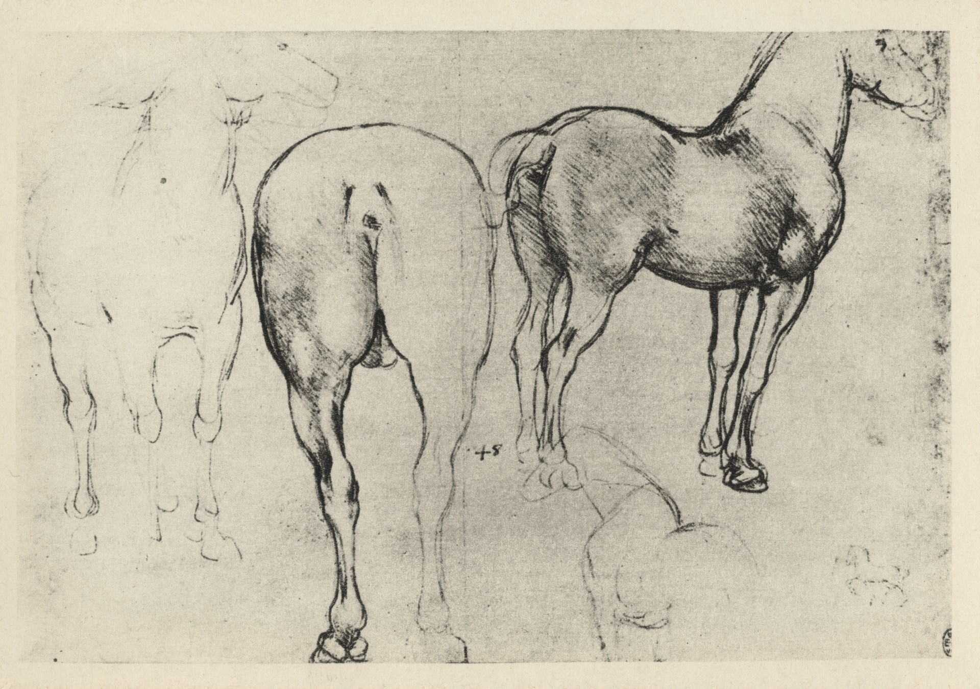 Зарисовки лошади для конного монумента Сфорца