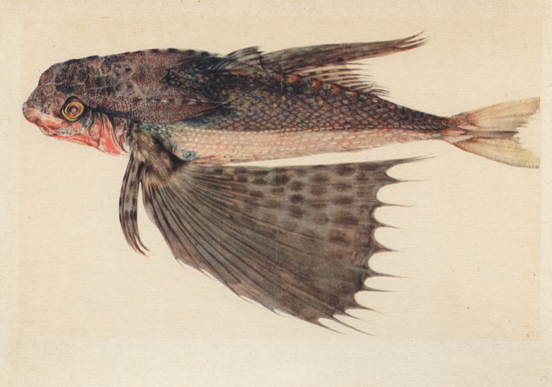 Этюд рыбы (акварель, гуашь, золото)
