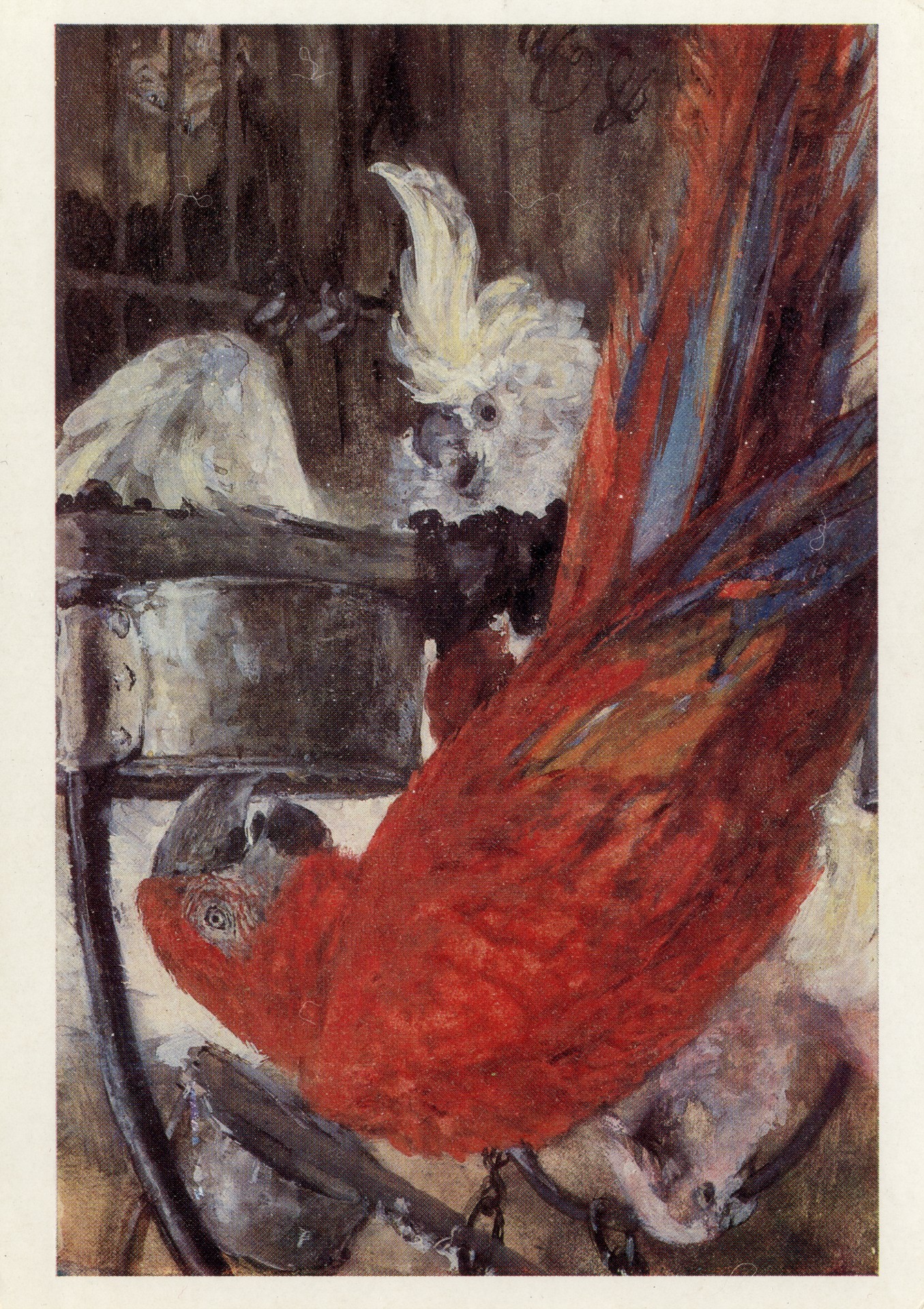 Арара и Какаду