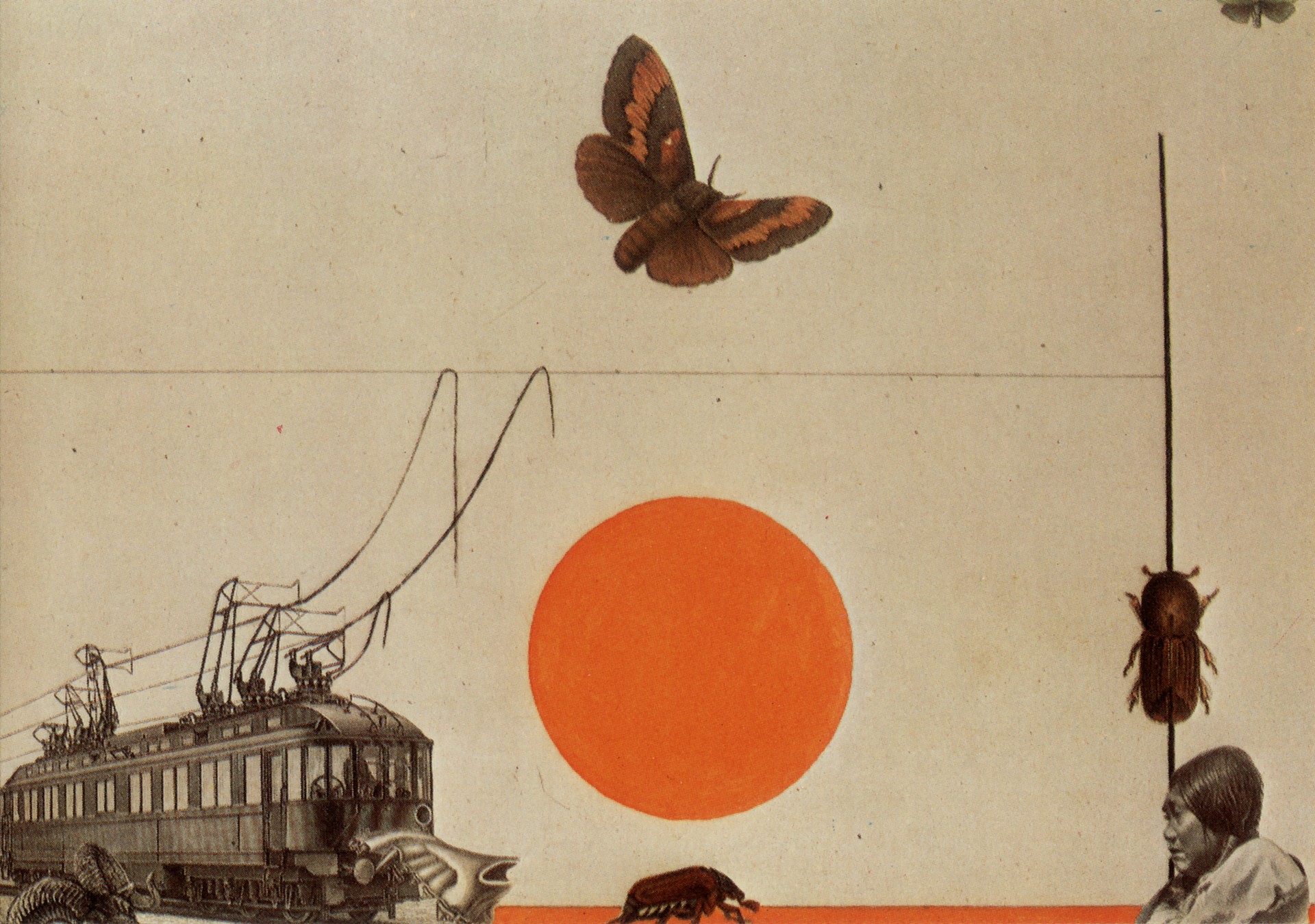 Электровоз, жуки и бабочки