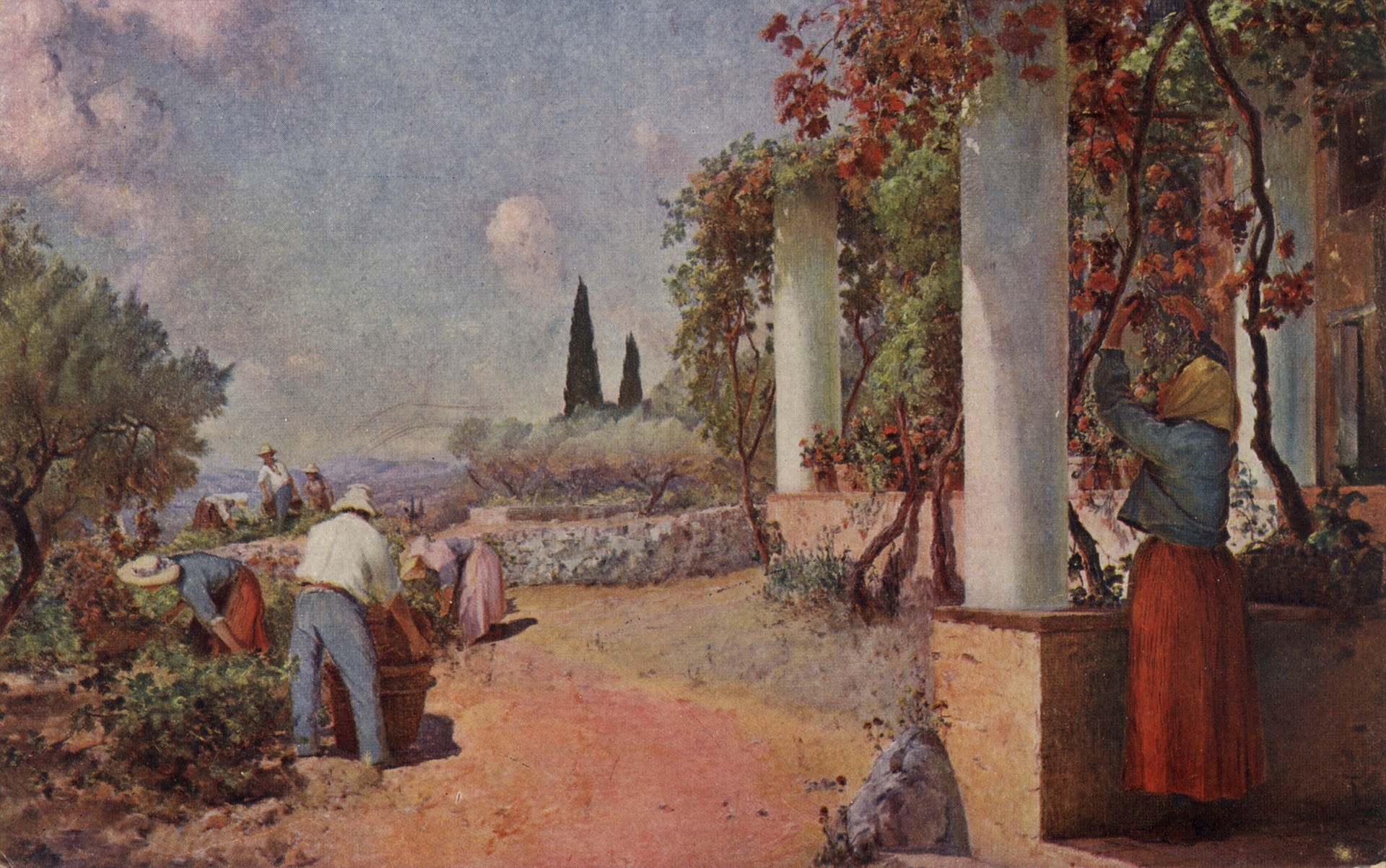 Уборка винограда