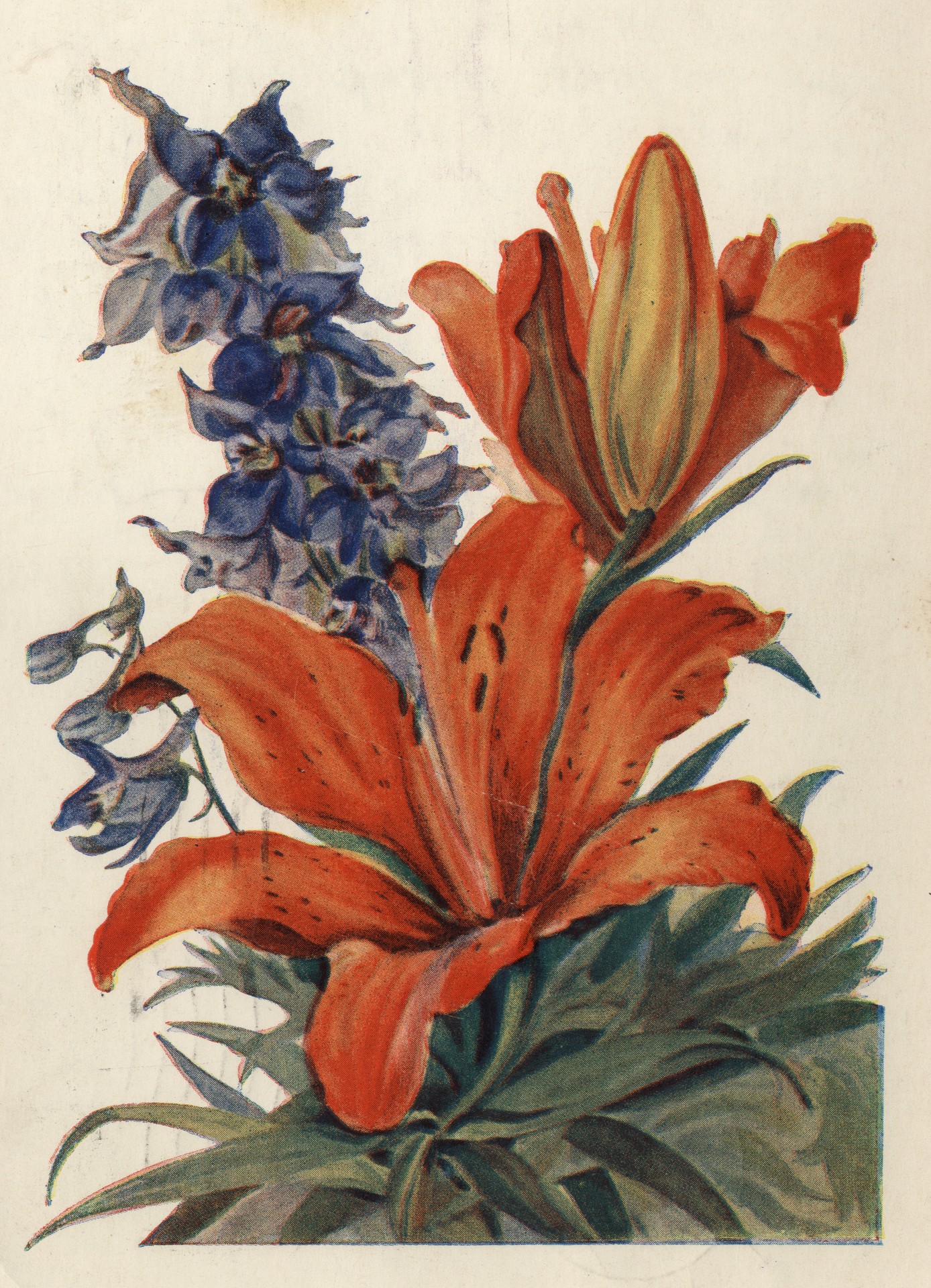 Лилии и Дельфиниумы