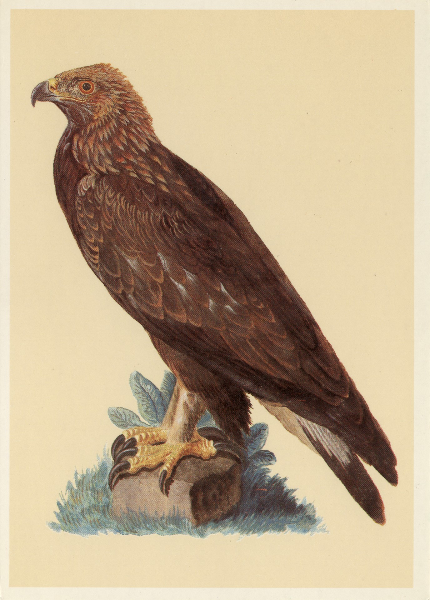 Молодой орёл