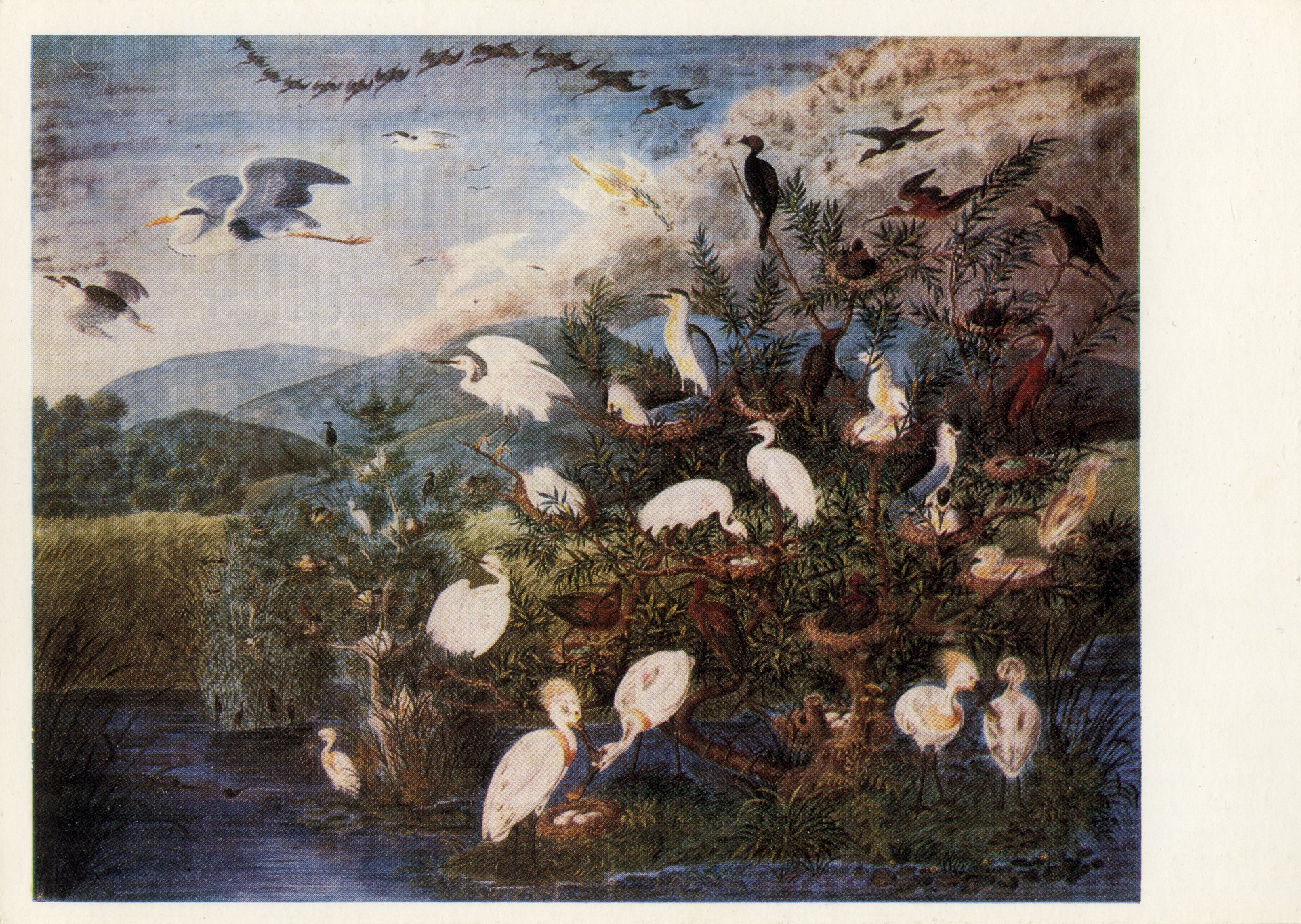 Птичий базар на болоте