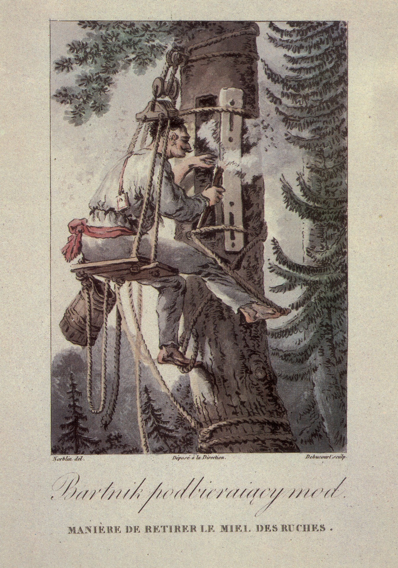 Собираетль мёда