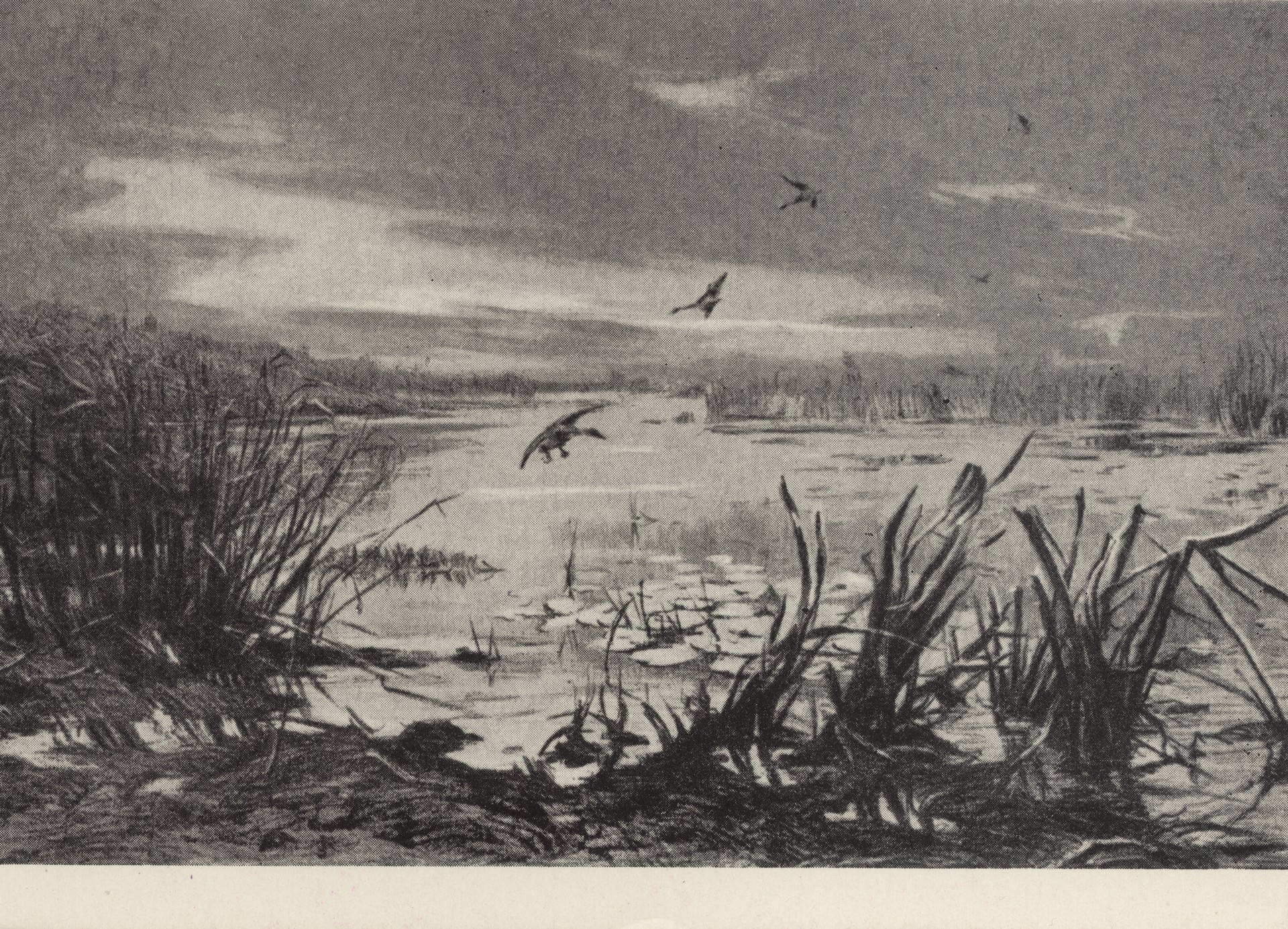 Вечерняя тяга