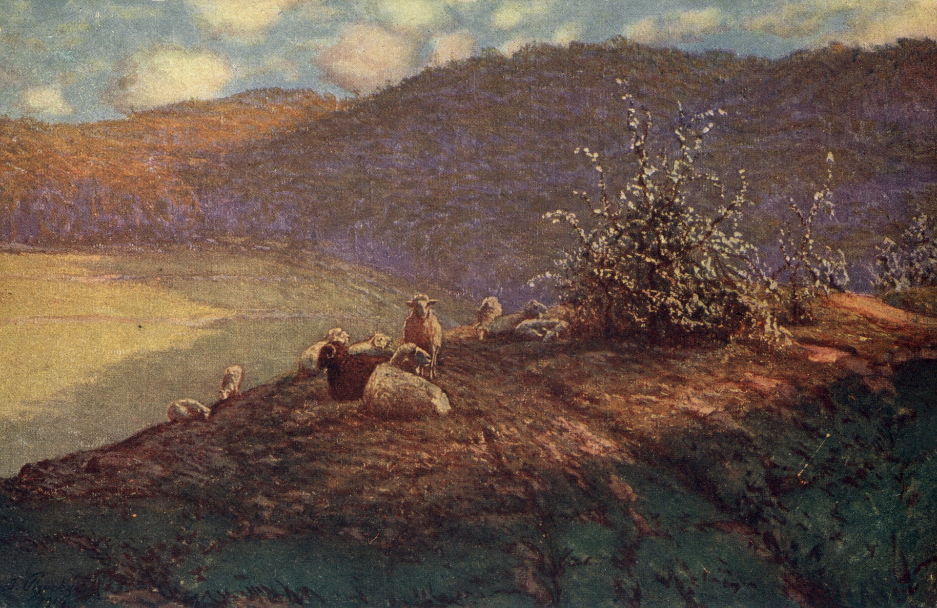 Пейзаж с овцами