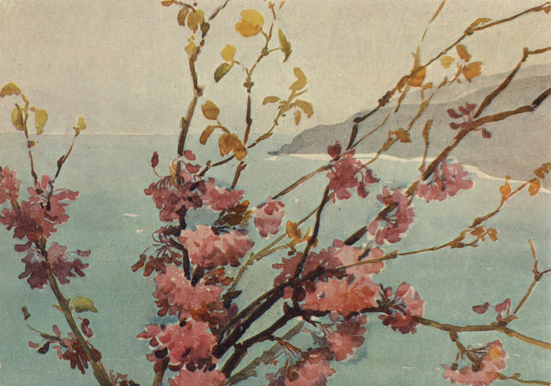 Цветёт багрянник