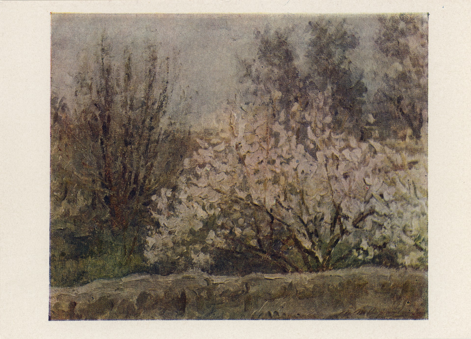 Миндаль цветёт