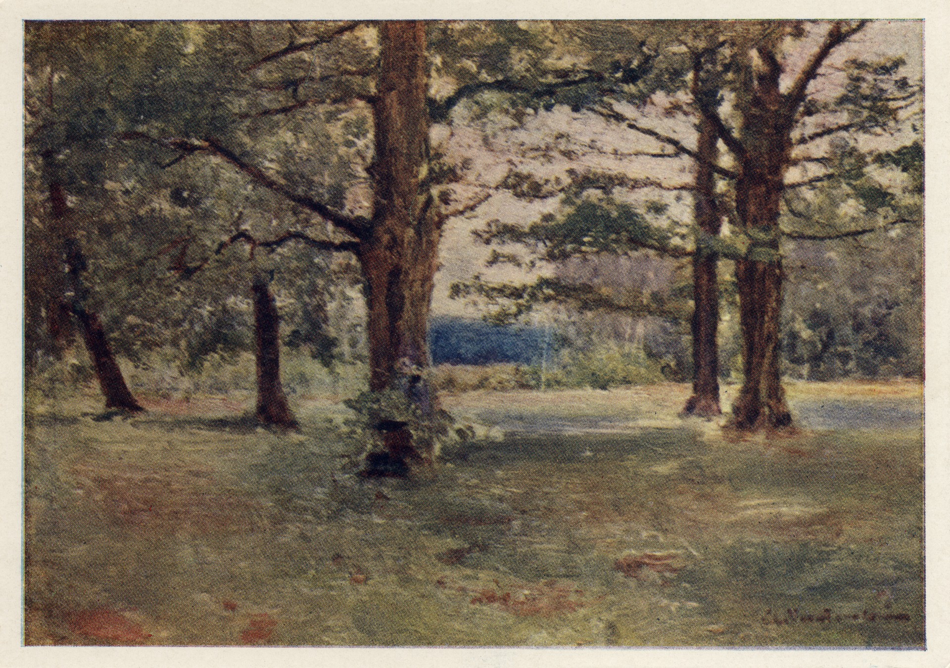 Дубы в Чепыже