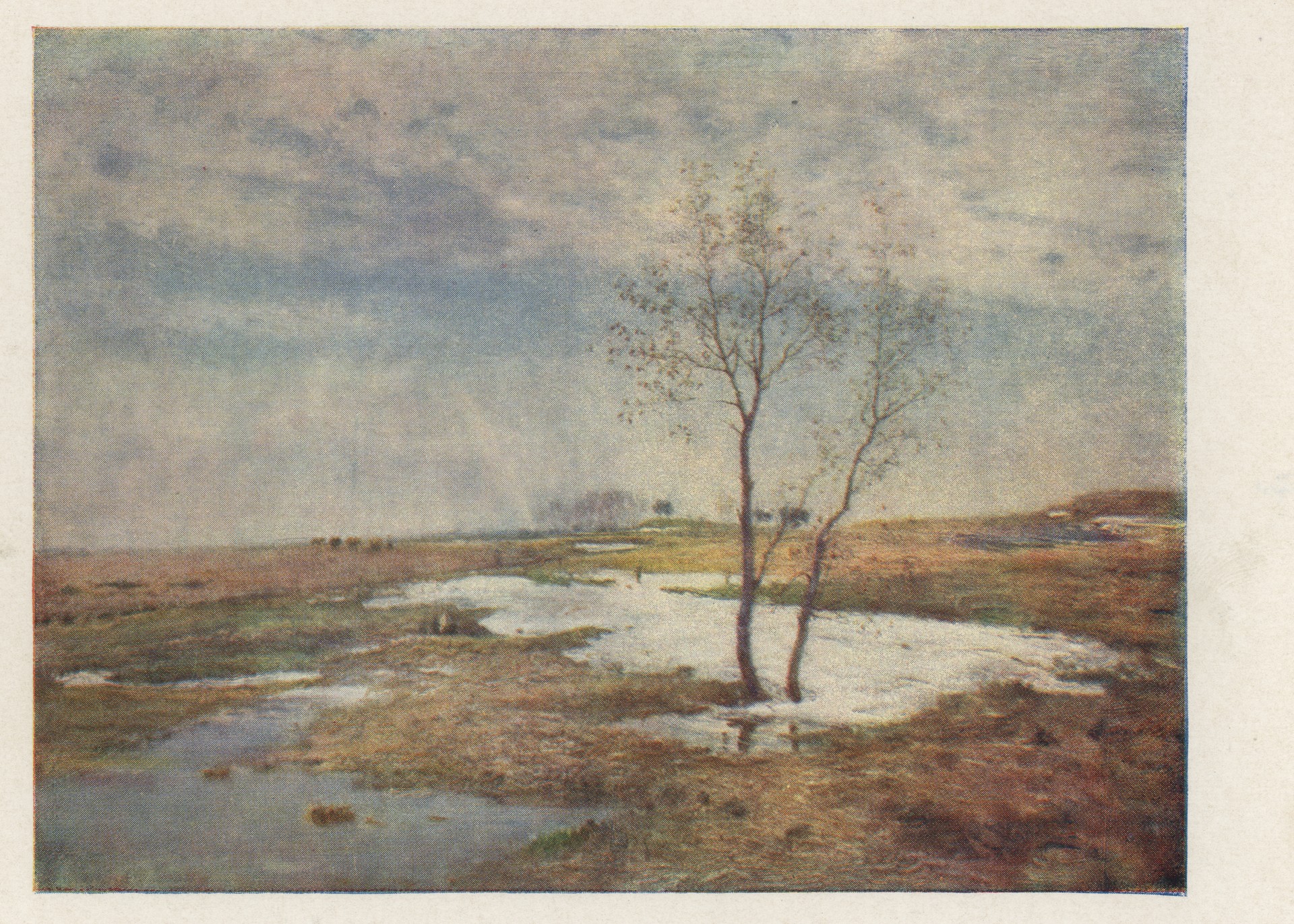 Ольха зацвела