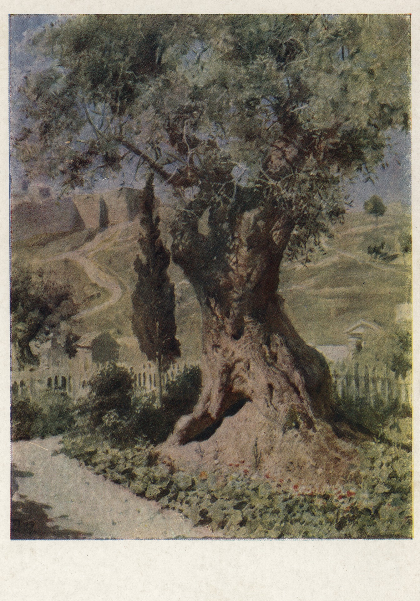 Олива в Гефсиманском саду