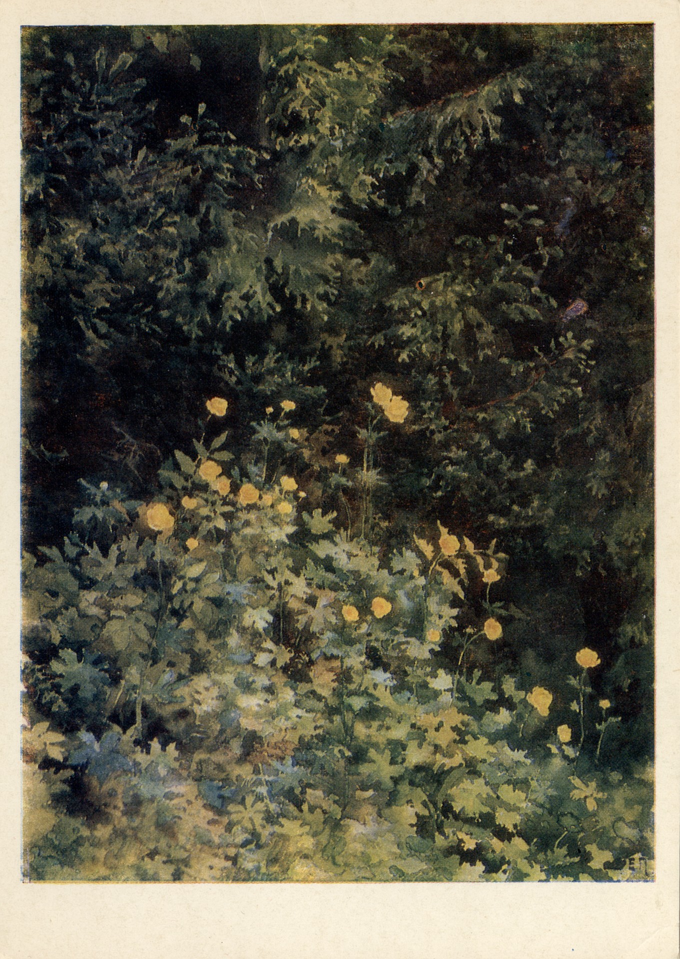 У опушки леса. Купальницы