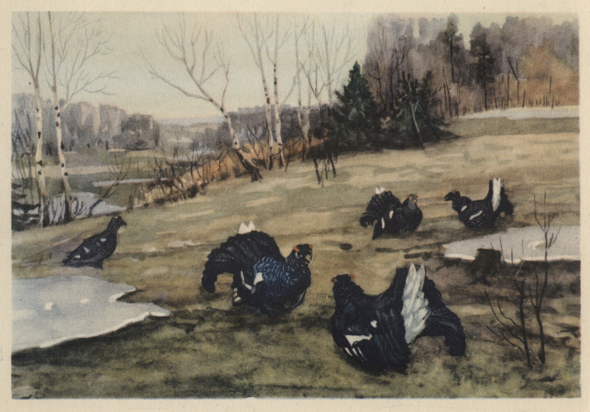 Весна. Тетеревиный ток