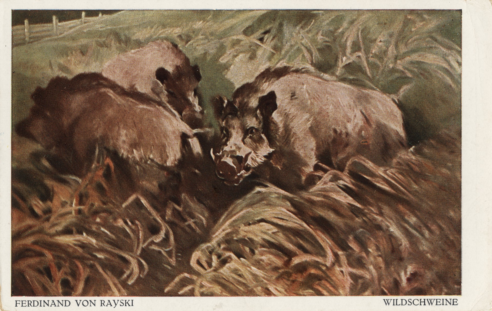 Дикие кабаны