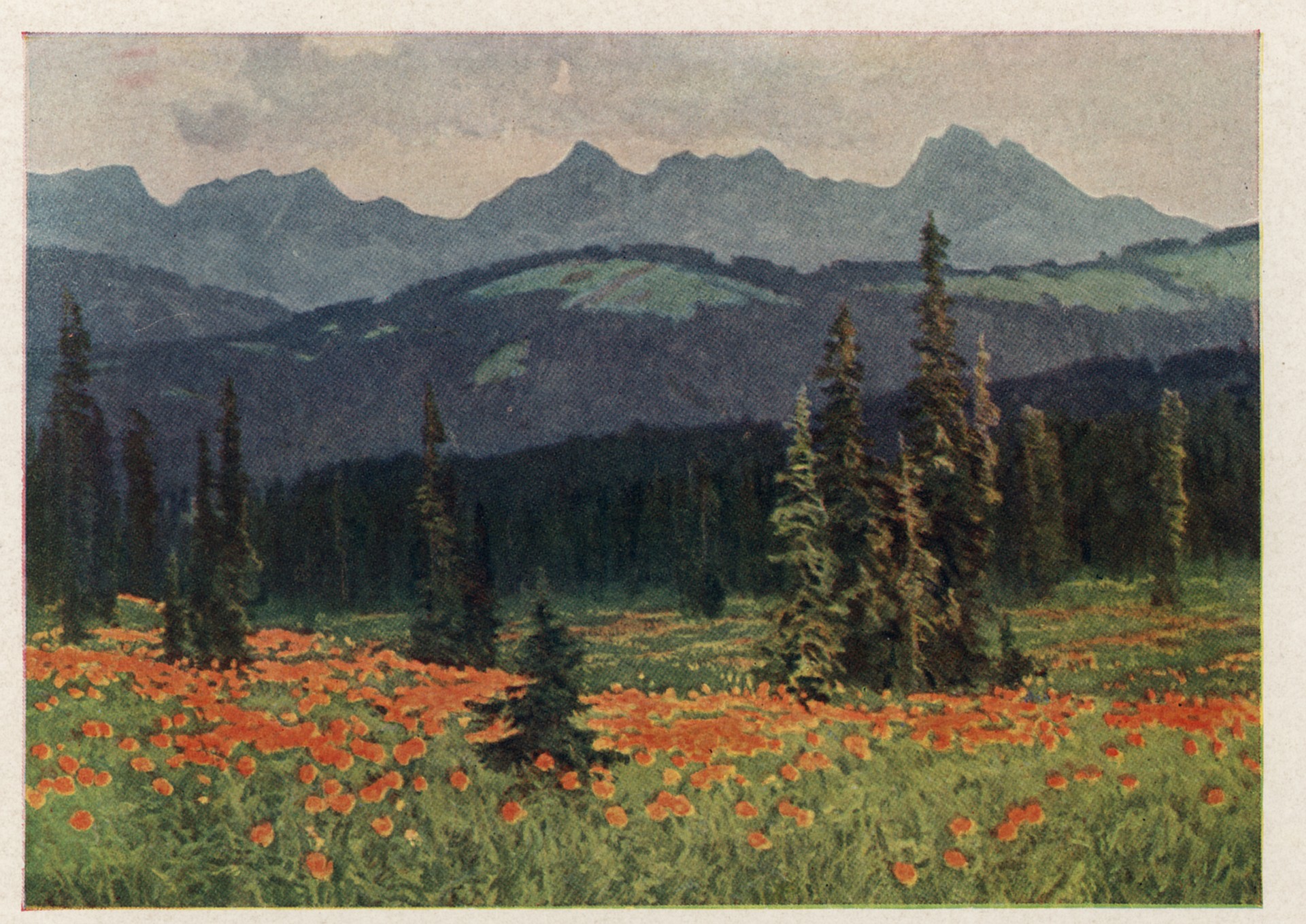 Саяны. Цветут жарки