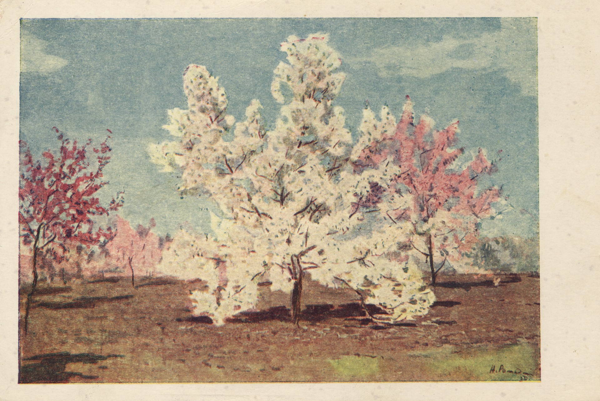 Яблоня Таёжная