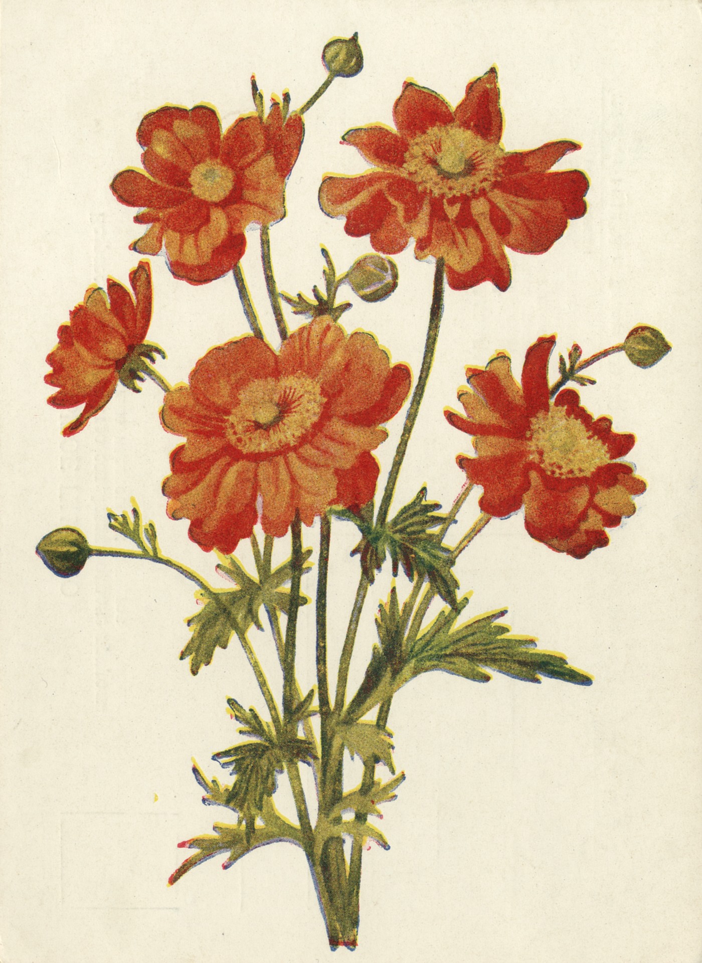 Геум Гравилат