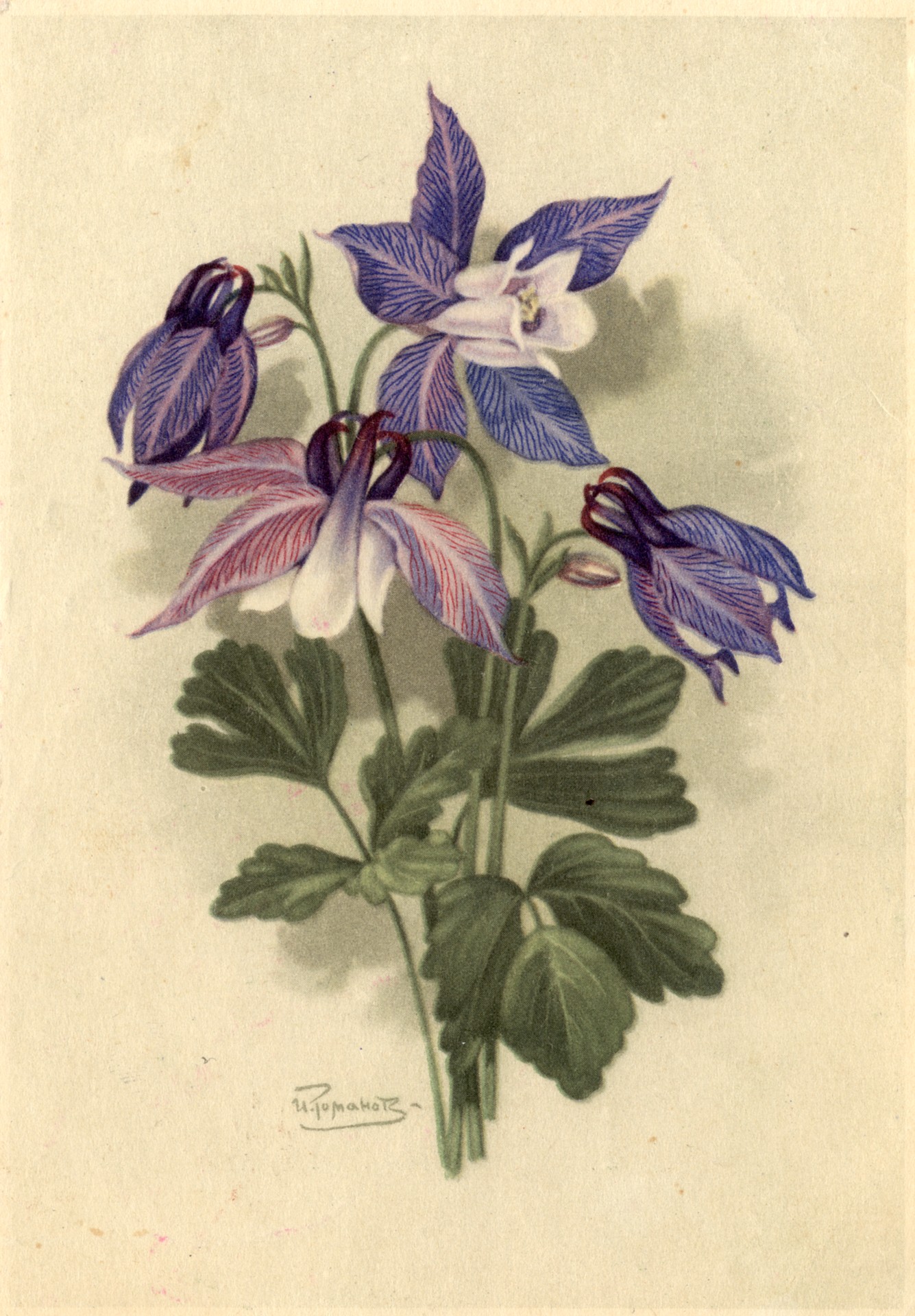 Орлик олимпийский (водосбор)