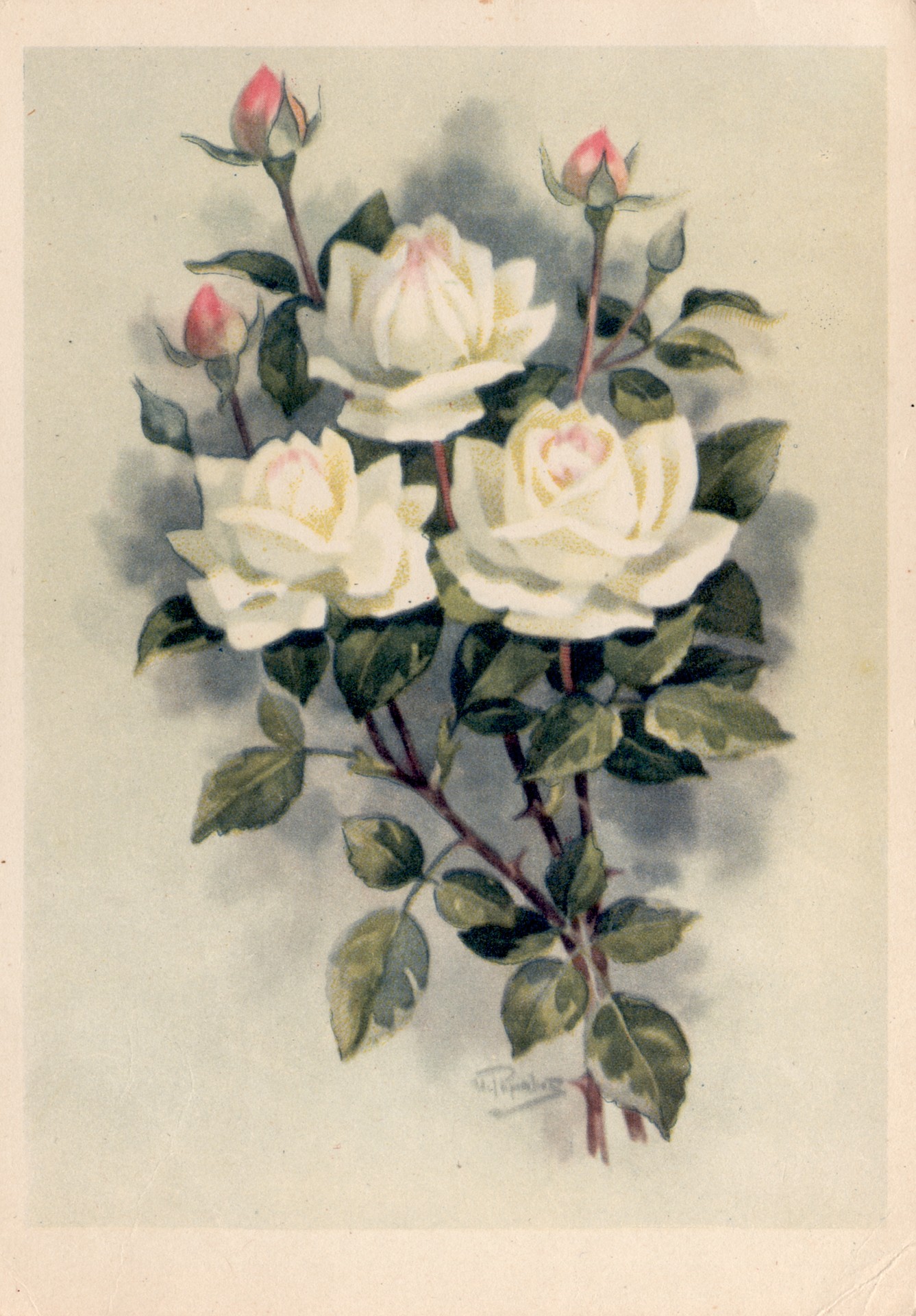 Роза Аэлита