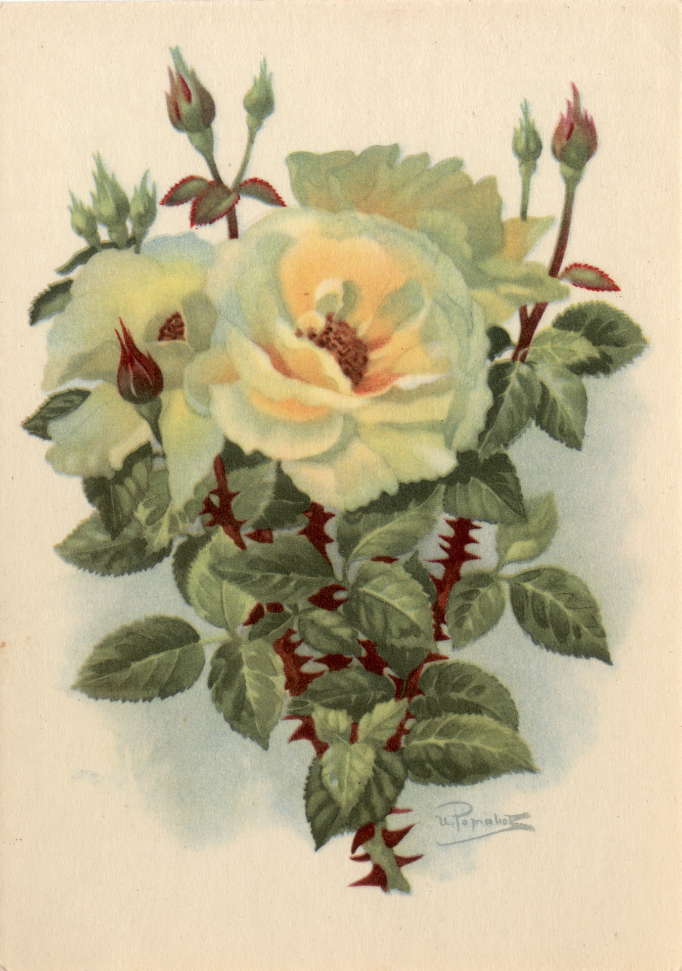 Роза чайная