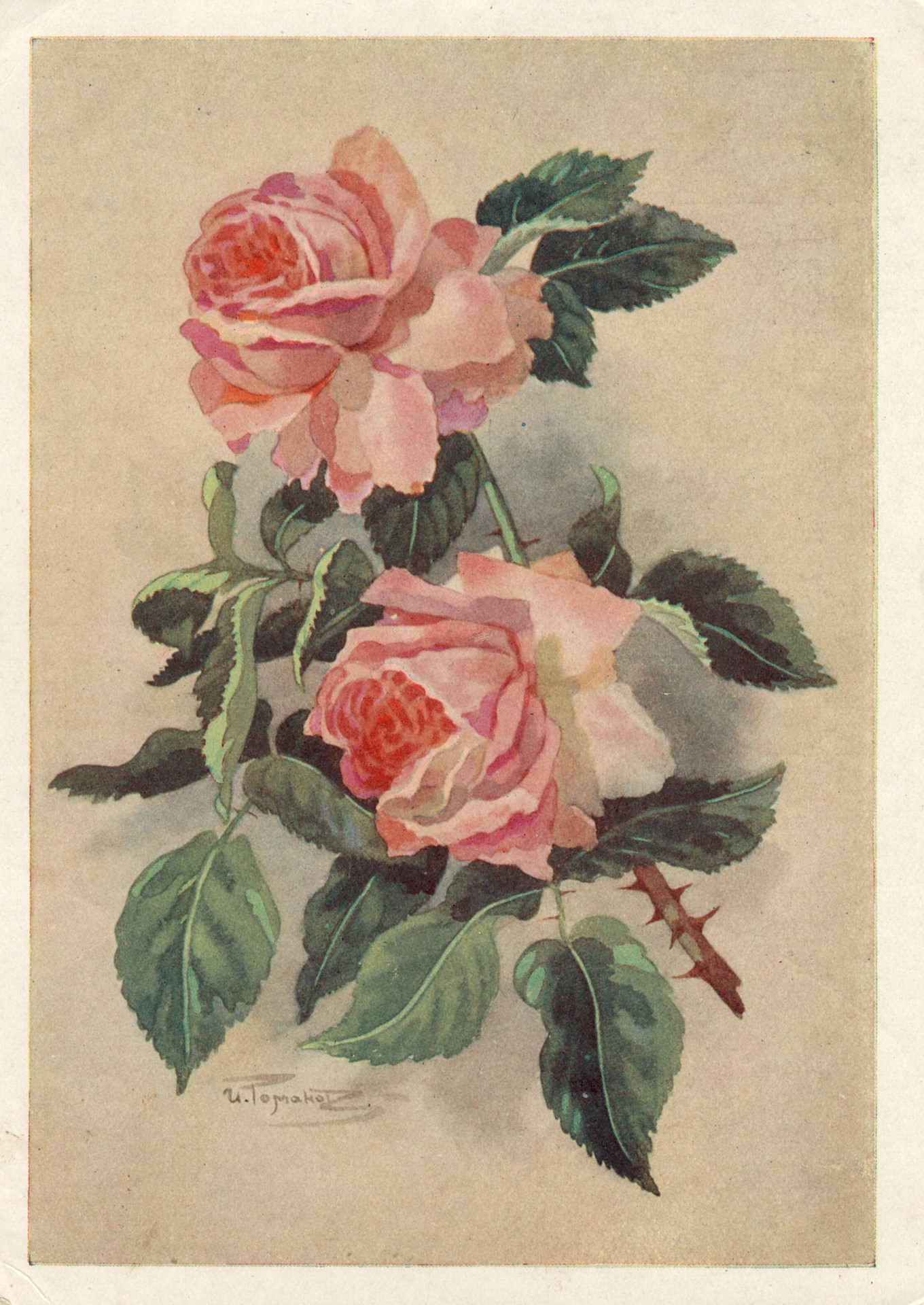 Роза Розовая