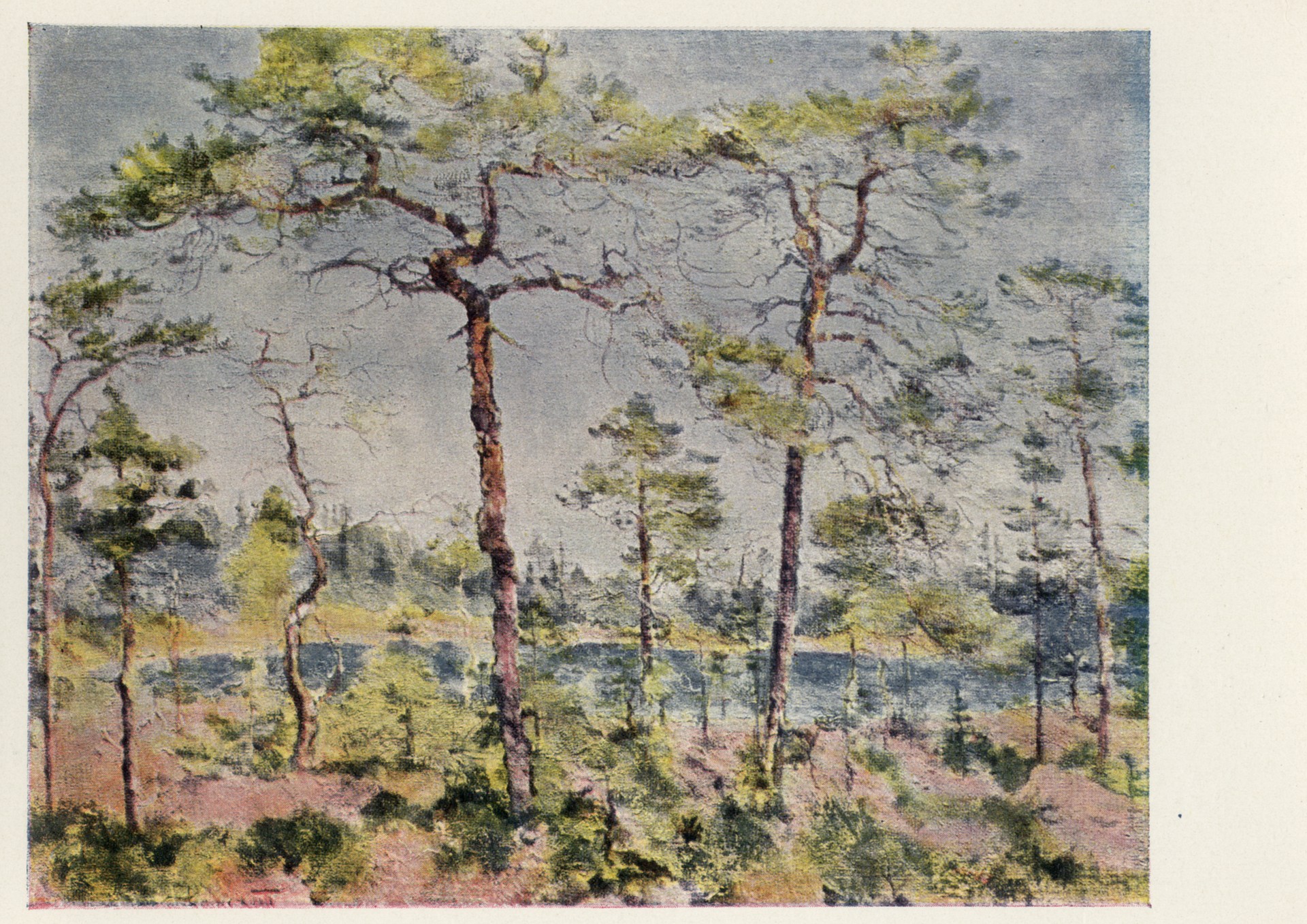 Беломорье. Морошковое болото