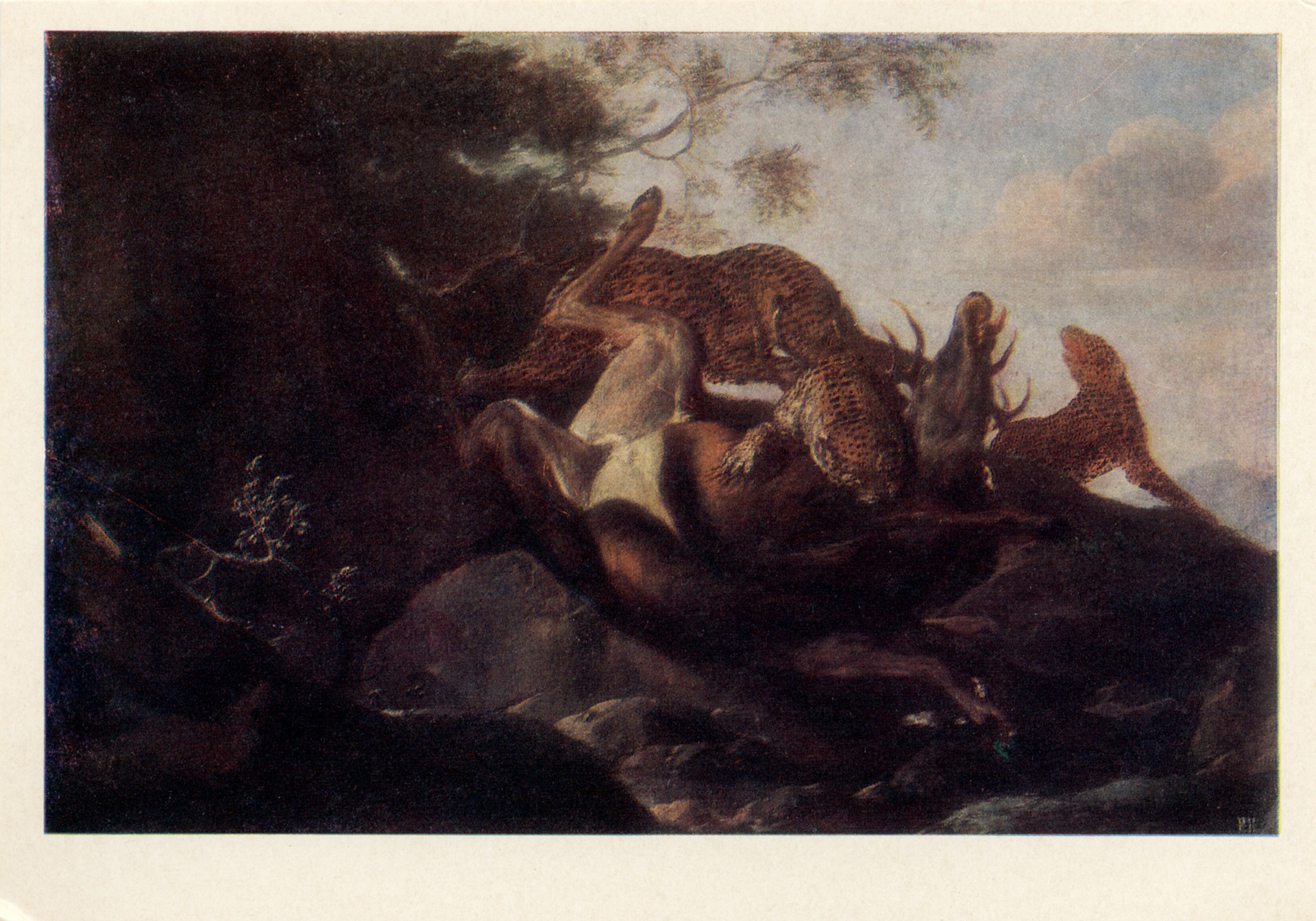 Гепарды, терзающие оленя