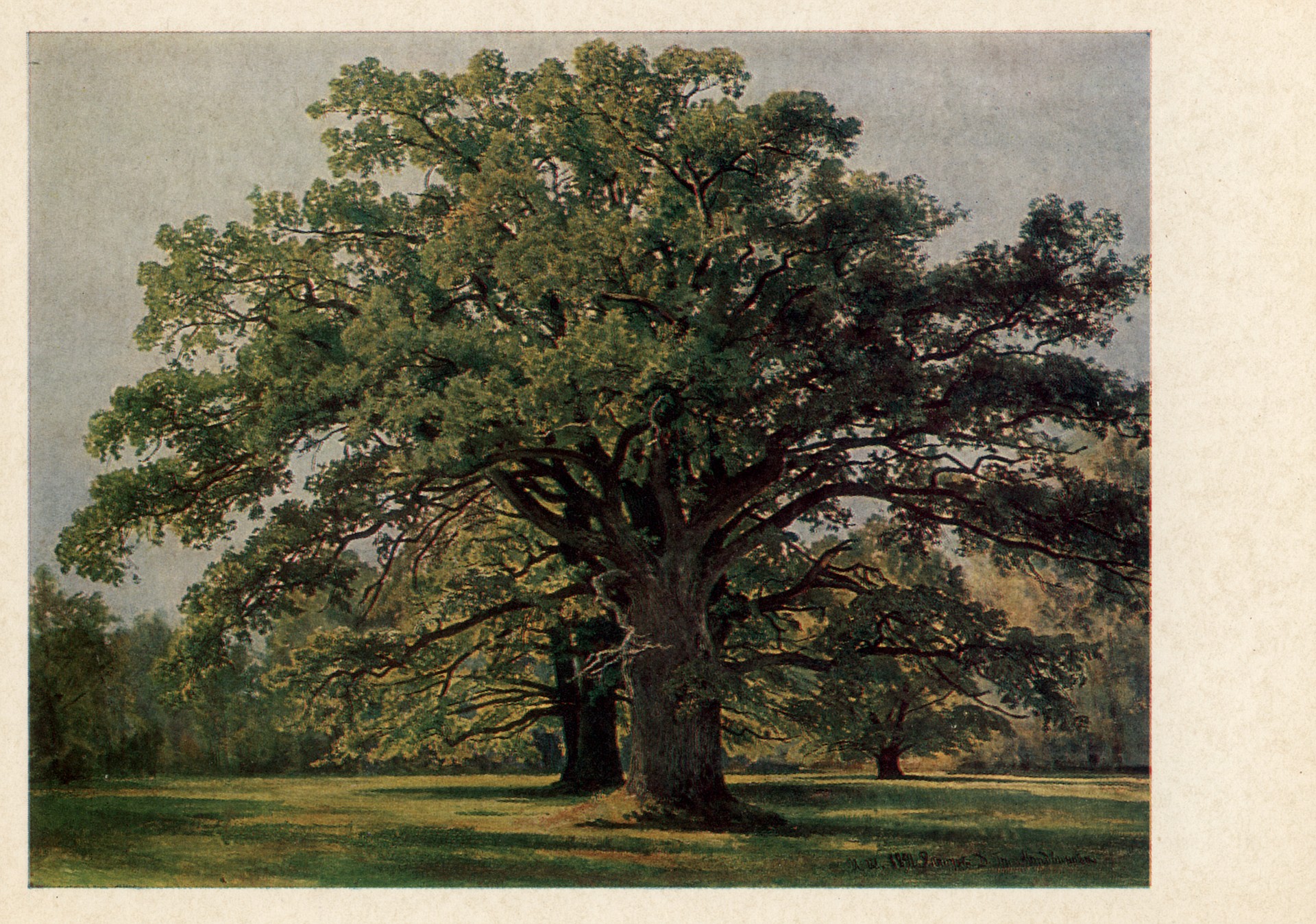 Дубы в Старом Петергофе